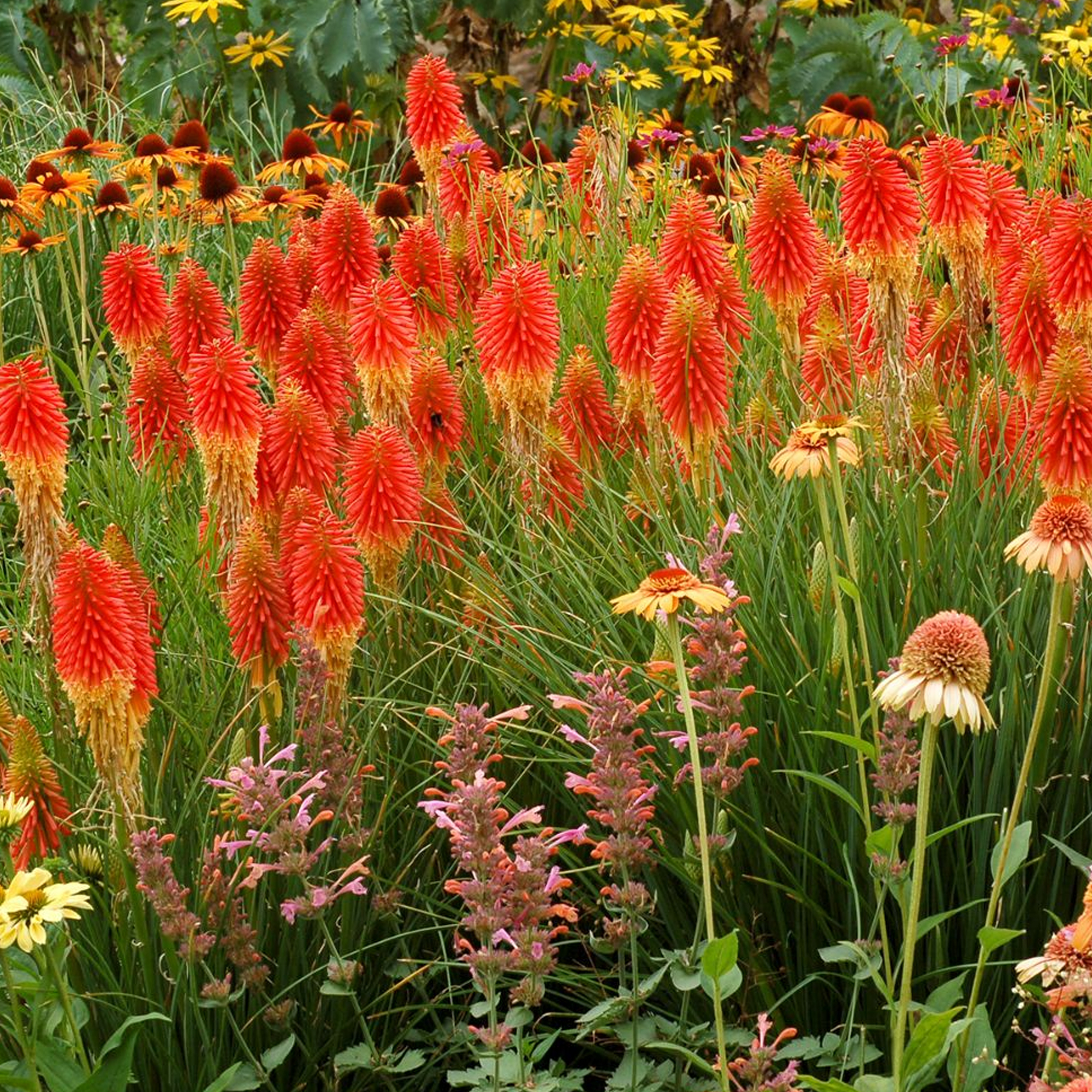 Kniphofia 'Papaya Popsicle' Torch Lily Evergreen Perennial Shrub | 9cm