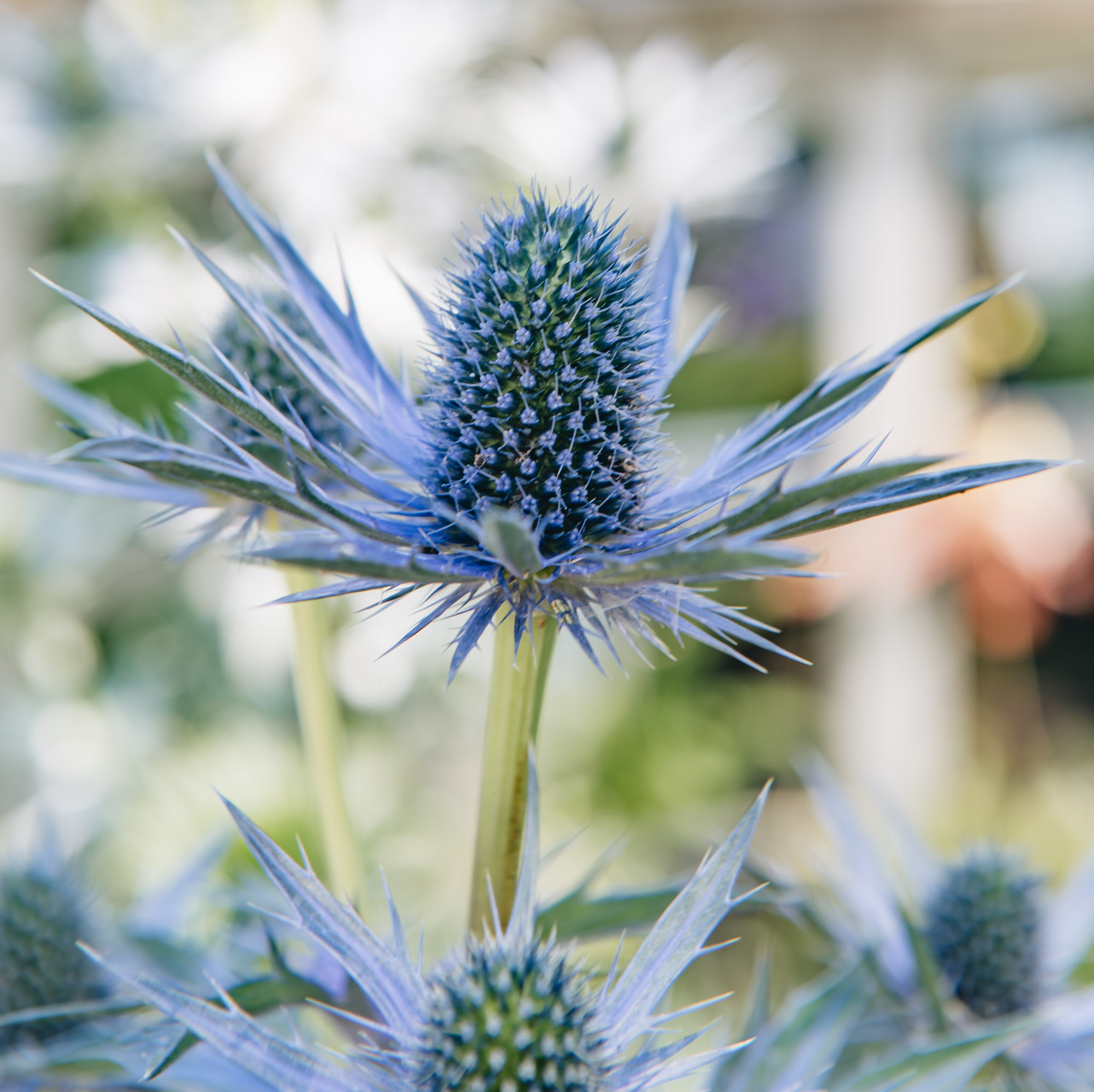 Eryngium x zabelli �Big Blue� Sea Holly Perennial Hardy