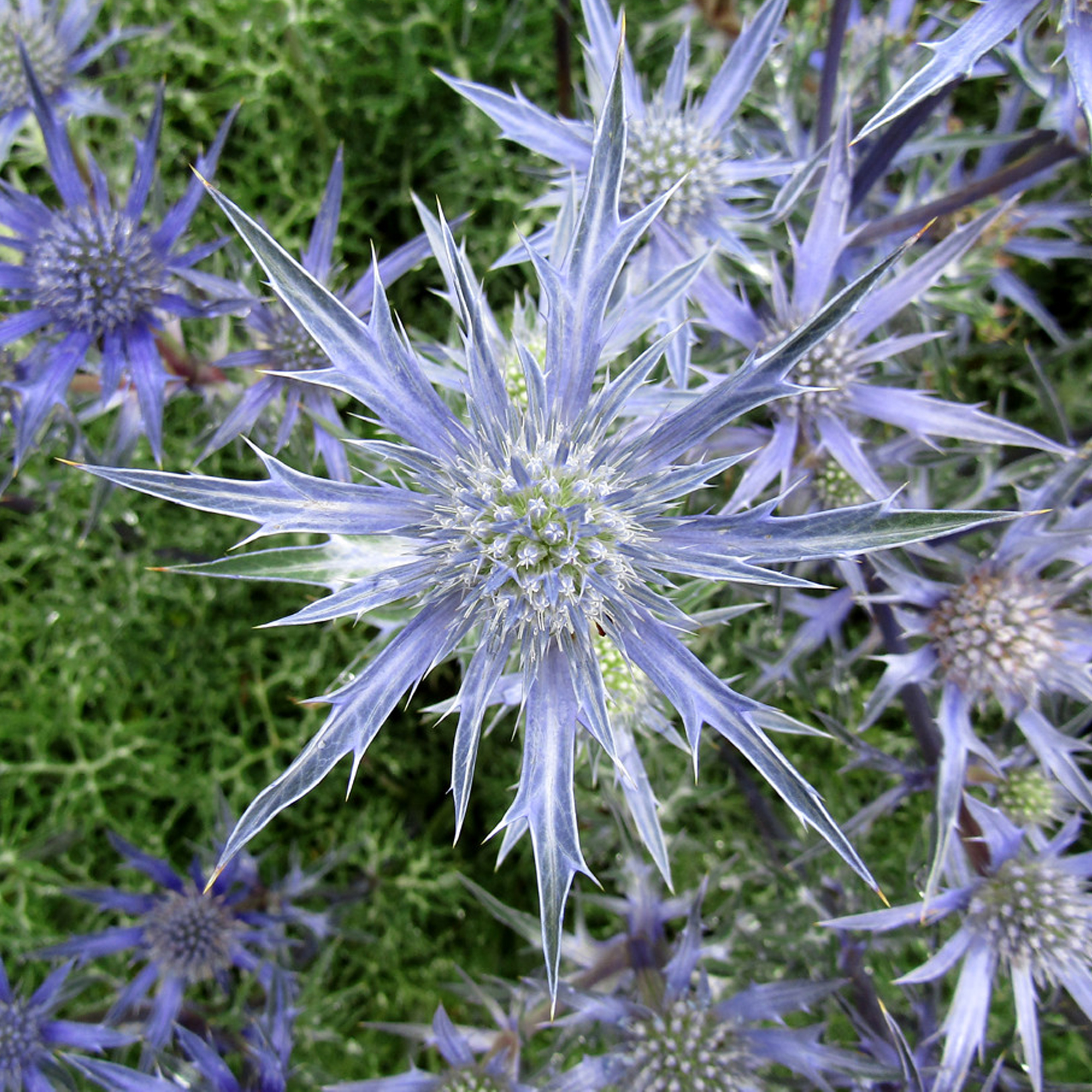 Eryngium bourgatii �Picos Amethyst� Sea Holly Perennial