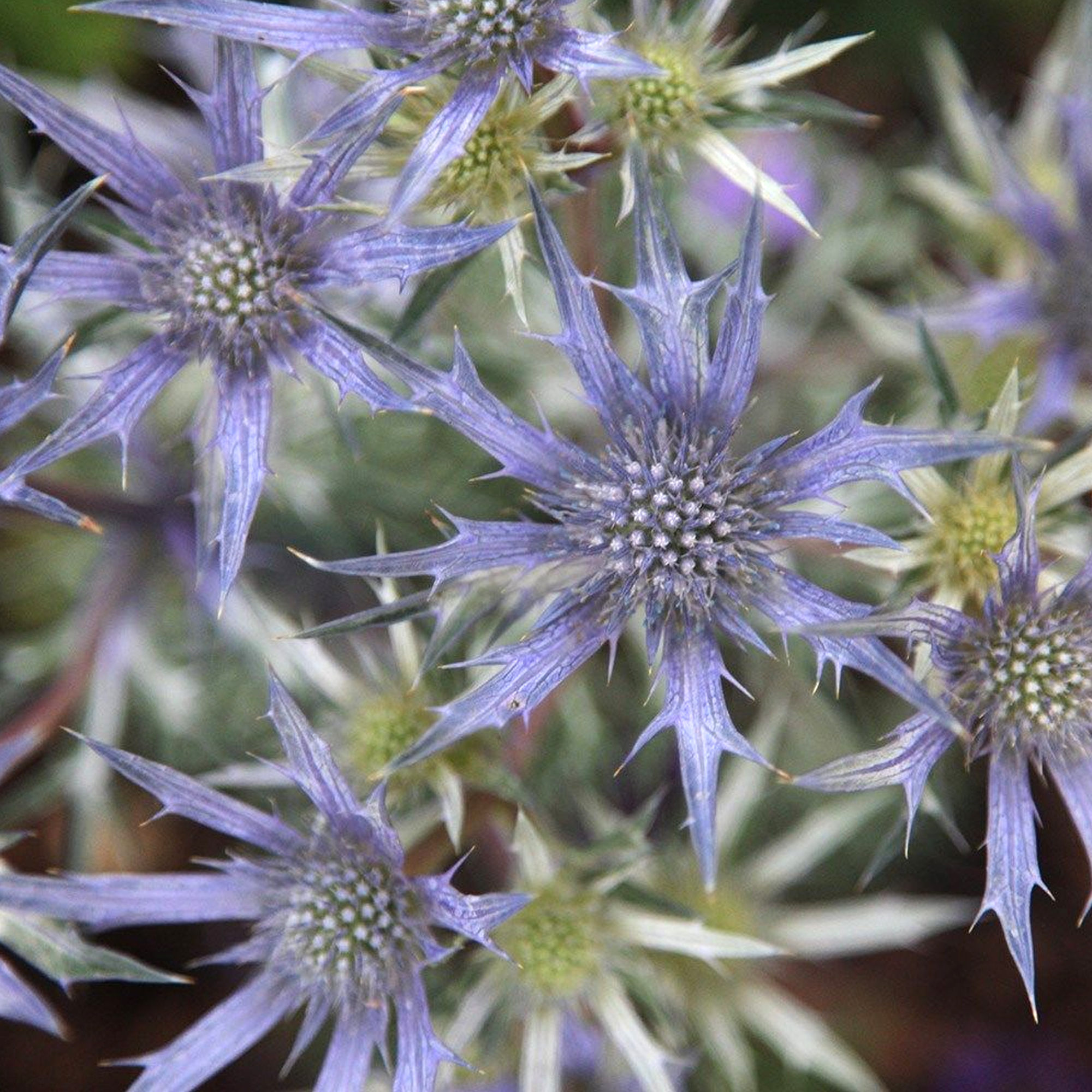 Eryngium bourgatii 'Picos Amethyst' Sea Holly Perennial Hardy Plant 9cm eBay