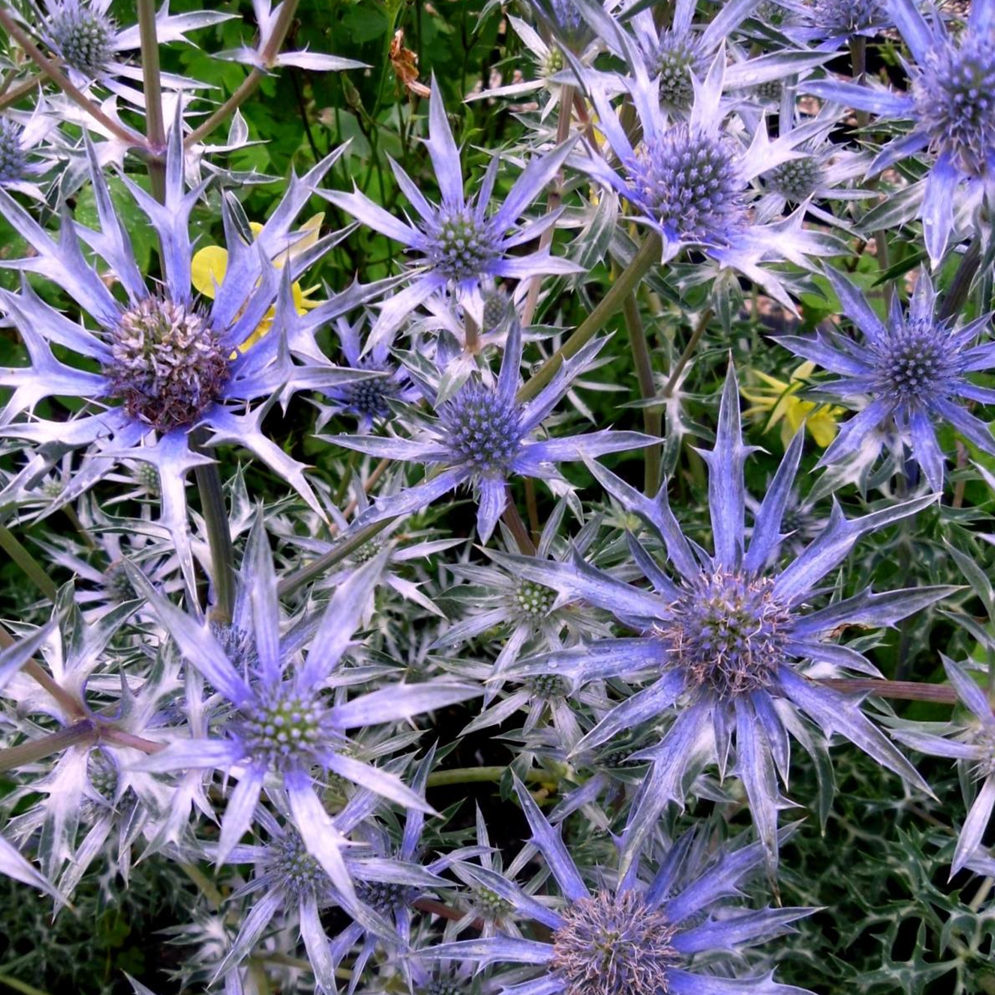 Eryngium bourgatii 'Picos Amethyst' Sea Holly Perennial Hardy Plant