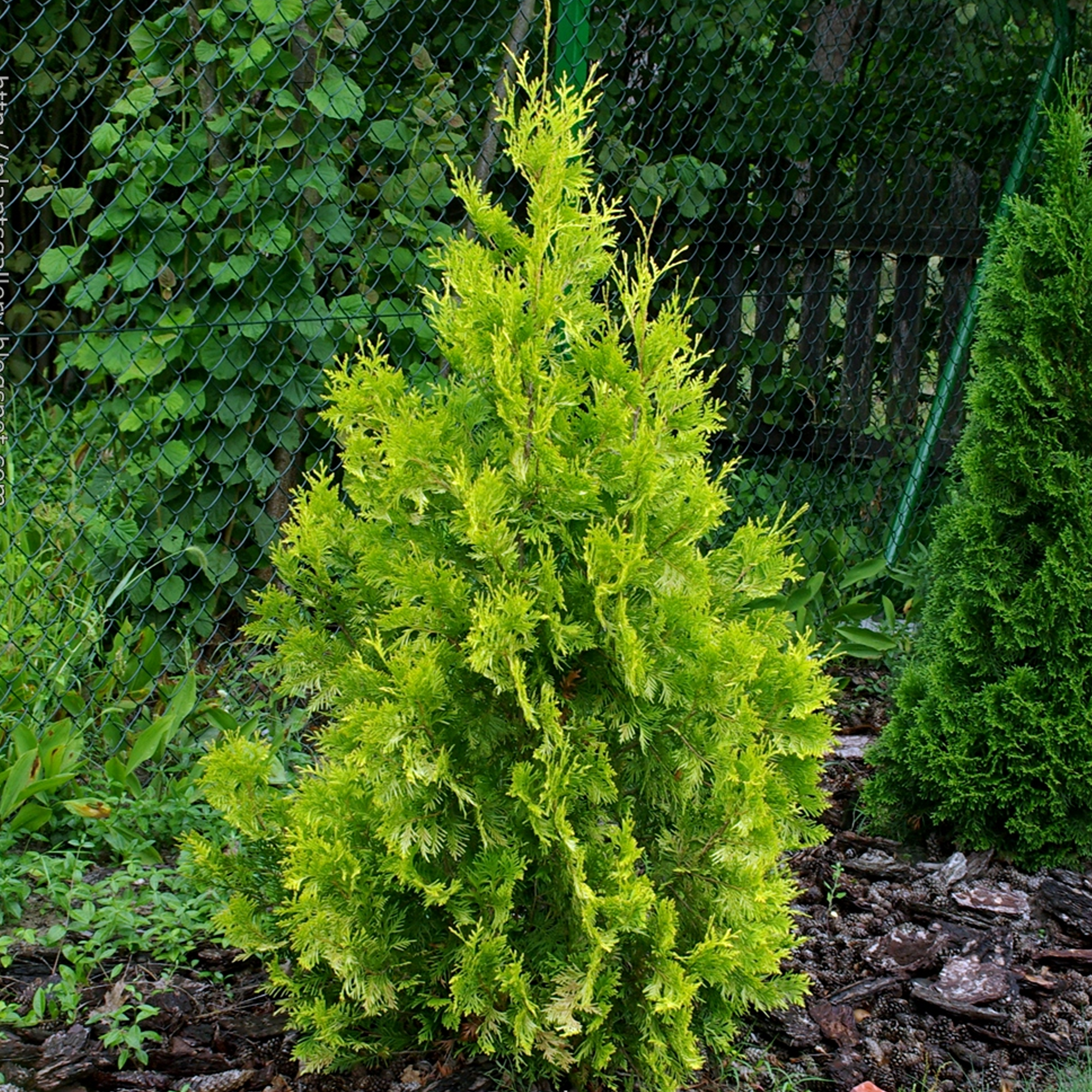 Thuja occidentalis �Yellow Ribbon� White Cedar Evergreen
