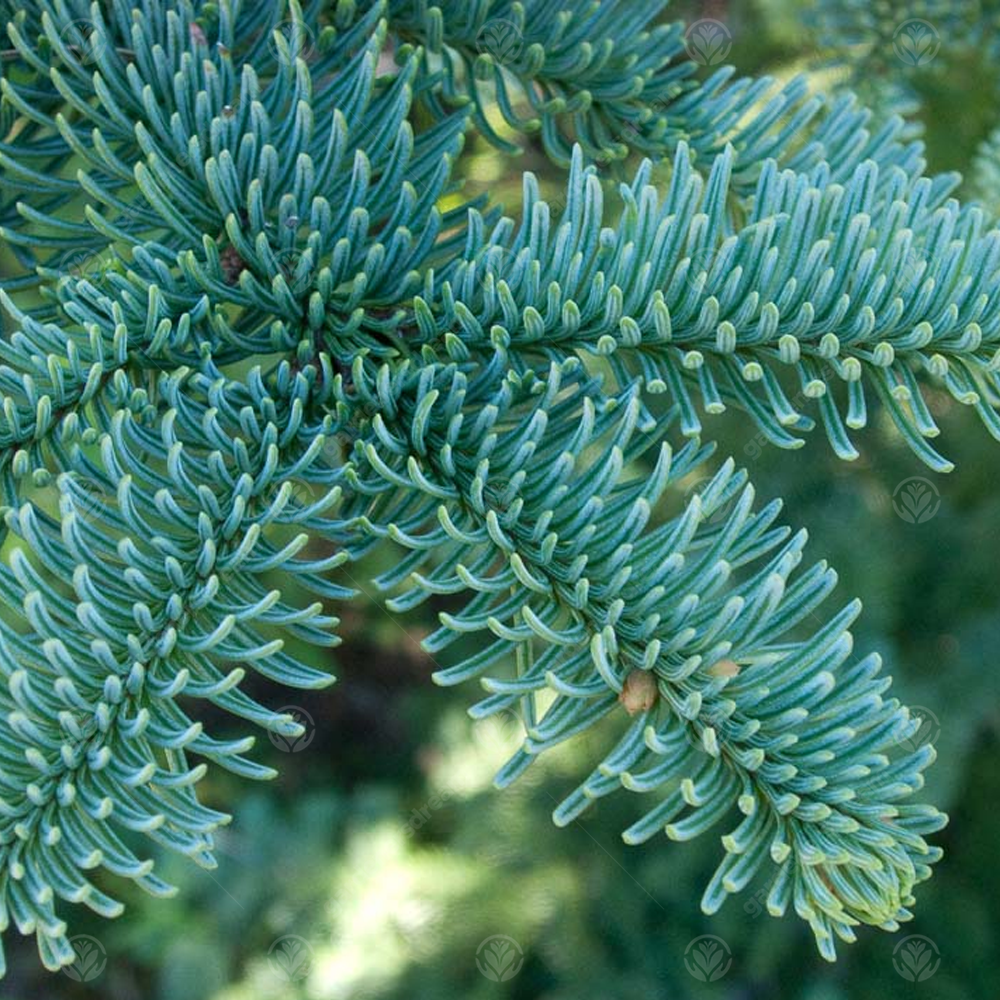 Noble Fir Pot Grown Christmas Tree Real Live Fresh Living Potted