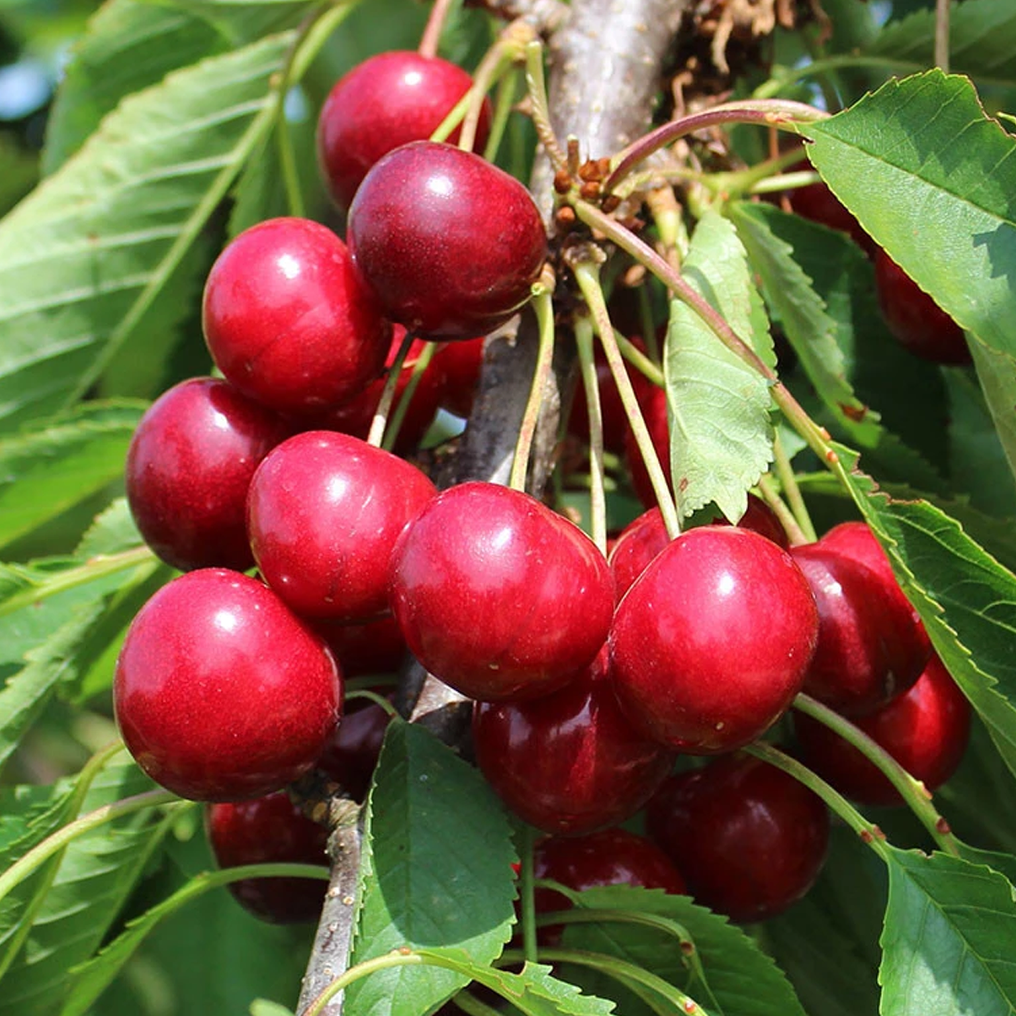 Prunus Avium 'Summer Sun' | Cooking Sweet Cherry Tree | Garden Fruit ...