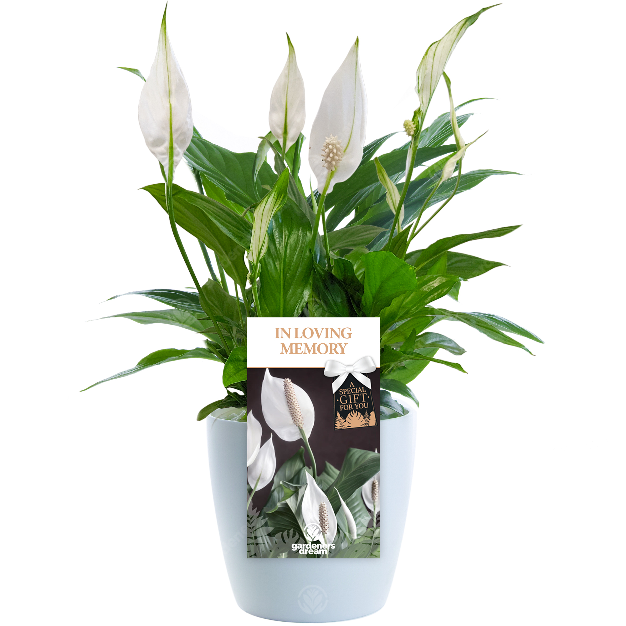 In Loving Memory Peace Lily Memorial Gift Live Lily Indoor Plant eBay