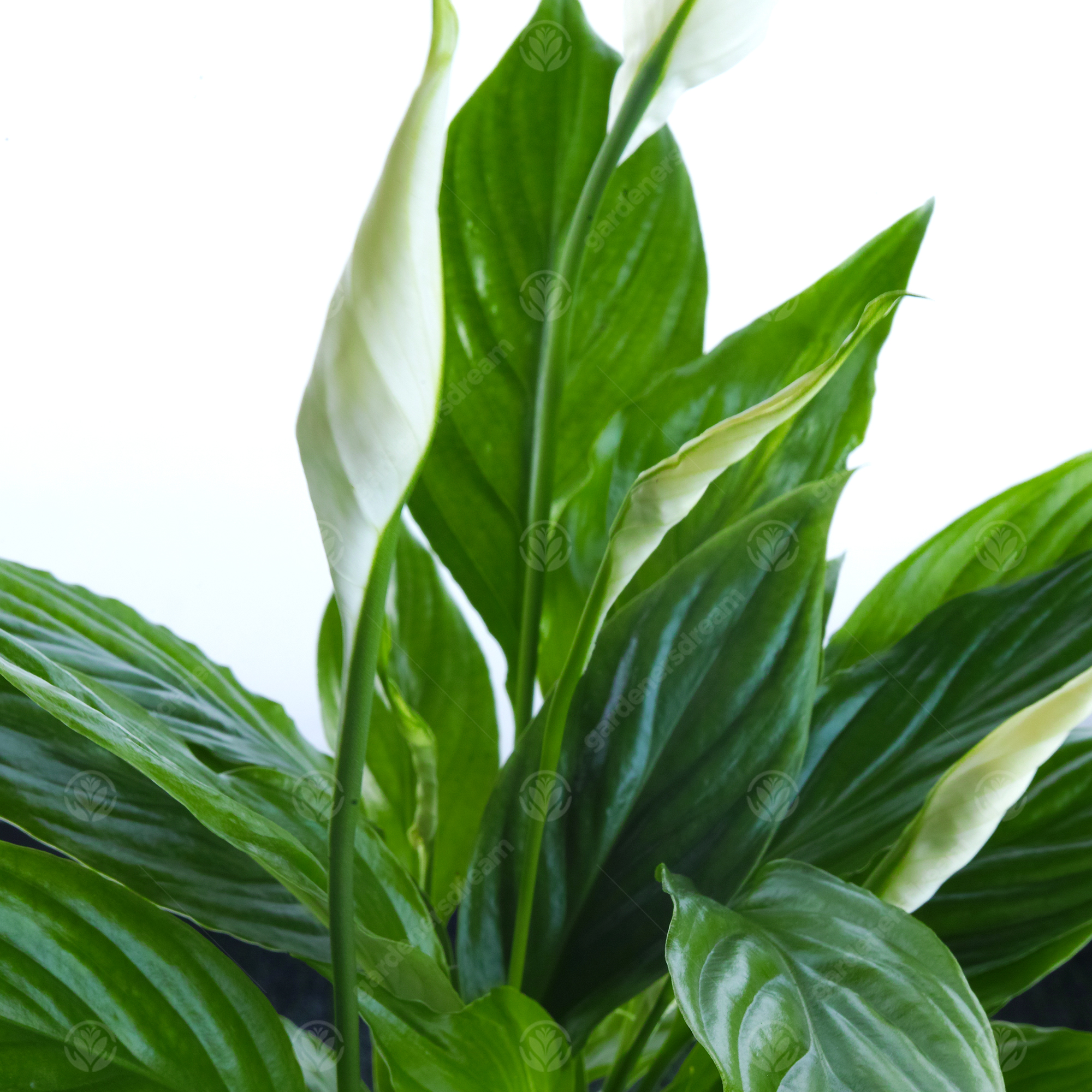 In Loving Memory Peace Lily Memorial Gift Live Lily Indoor Plant eBay