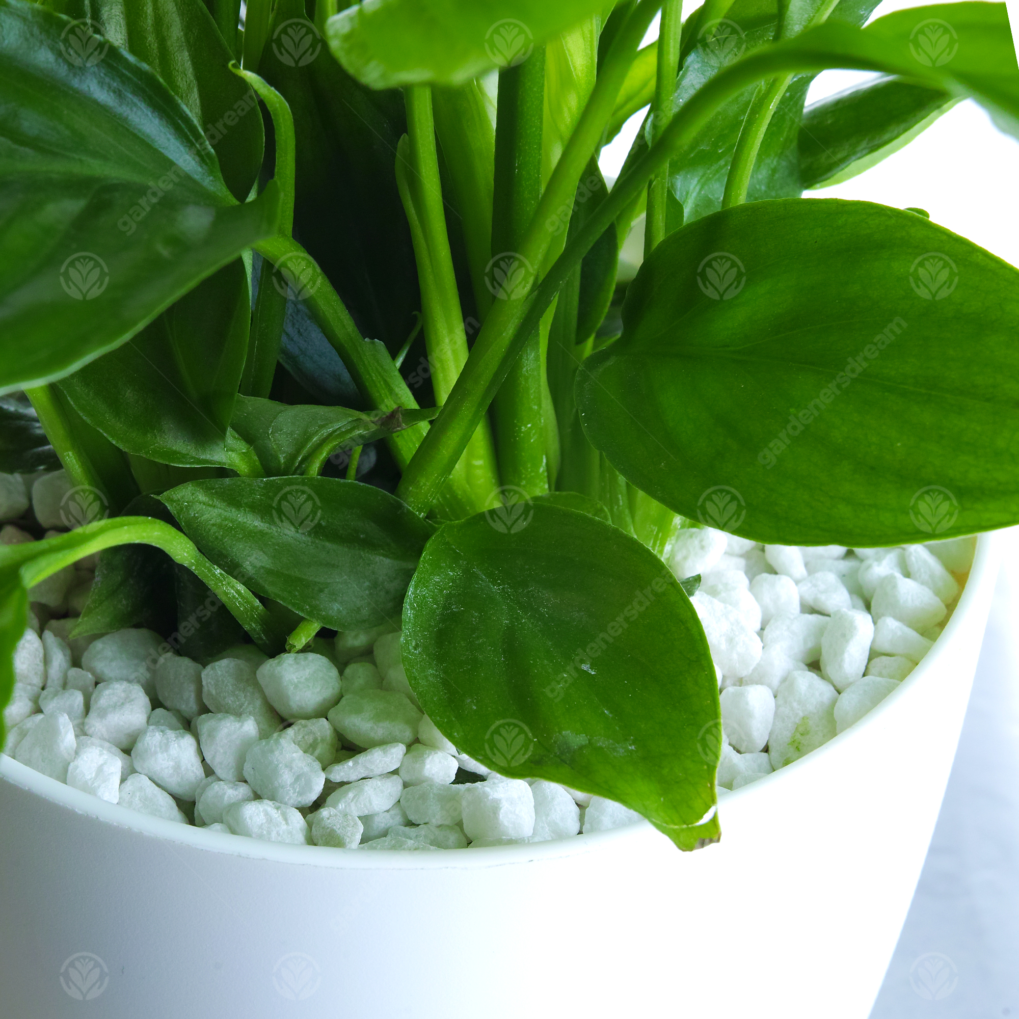 In Loving Memory Peace Lily Memorial Gift Live Lily Indoor Plant eBay