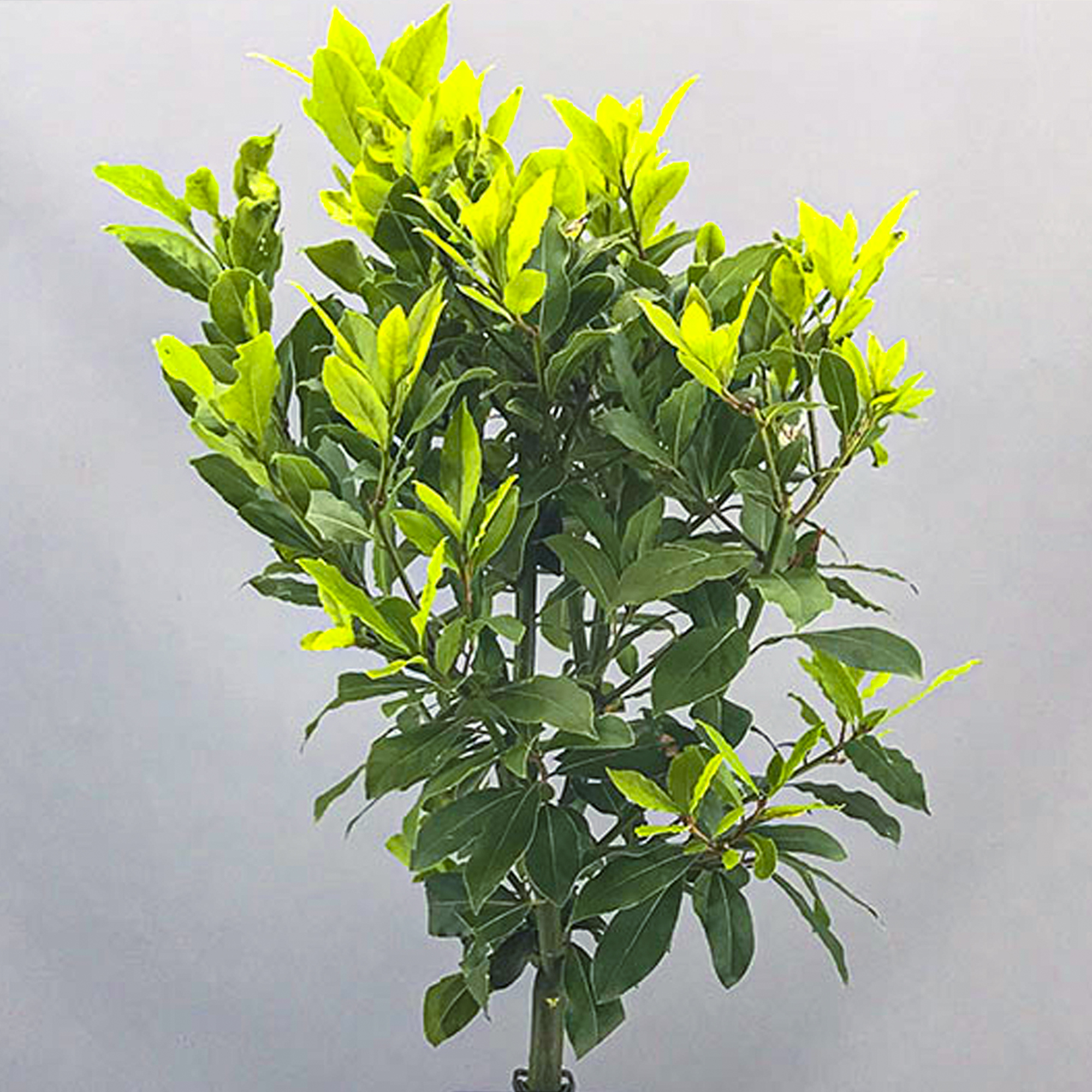 Standard Kitchen Bay Leaf Tree | Garden Patio Hardy Laurus ... on {keyword}