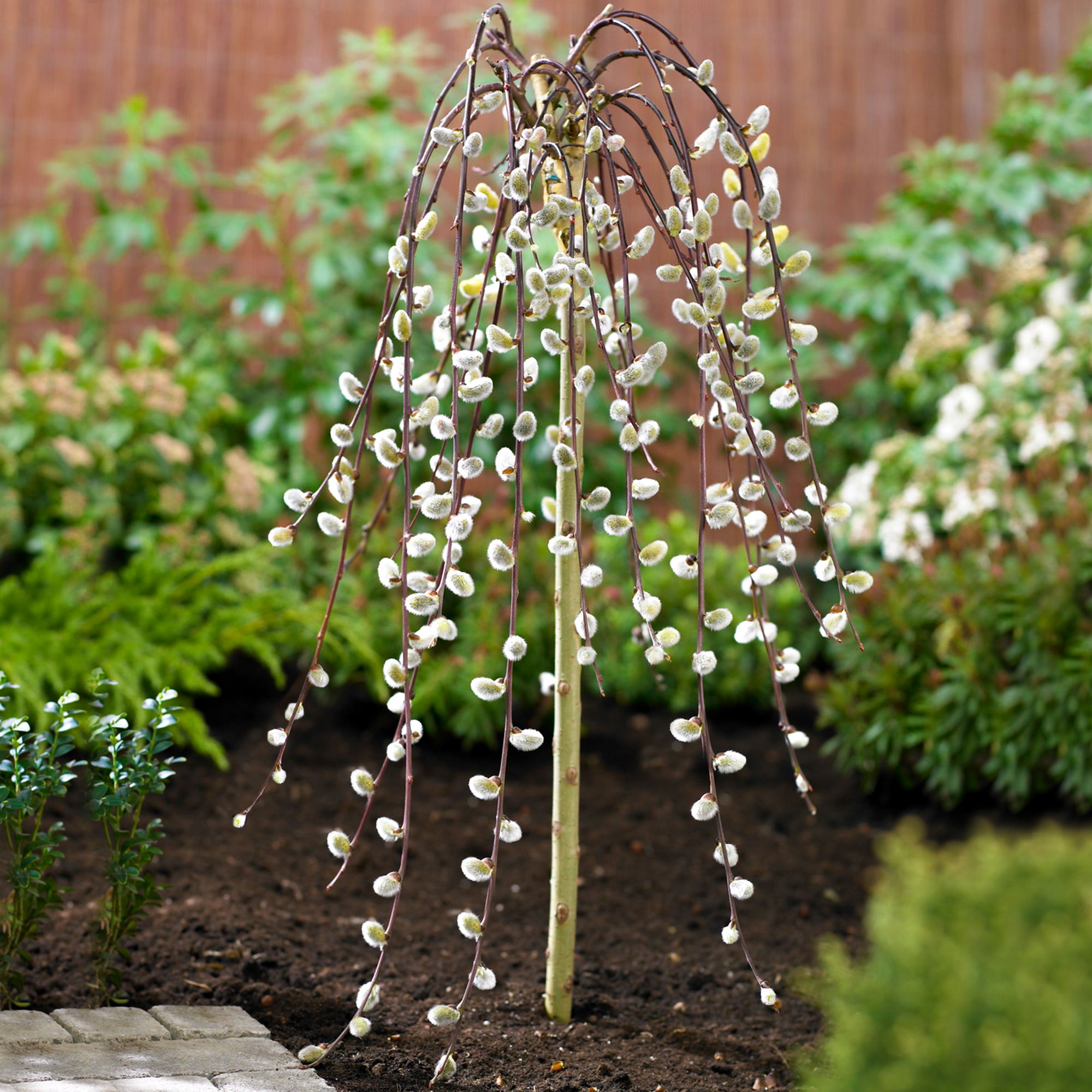 Salix Caprea Pendula 'Kilmarnock' Tree | Weeping Willow Trees for Small Gardens - Picture 6 of 25
