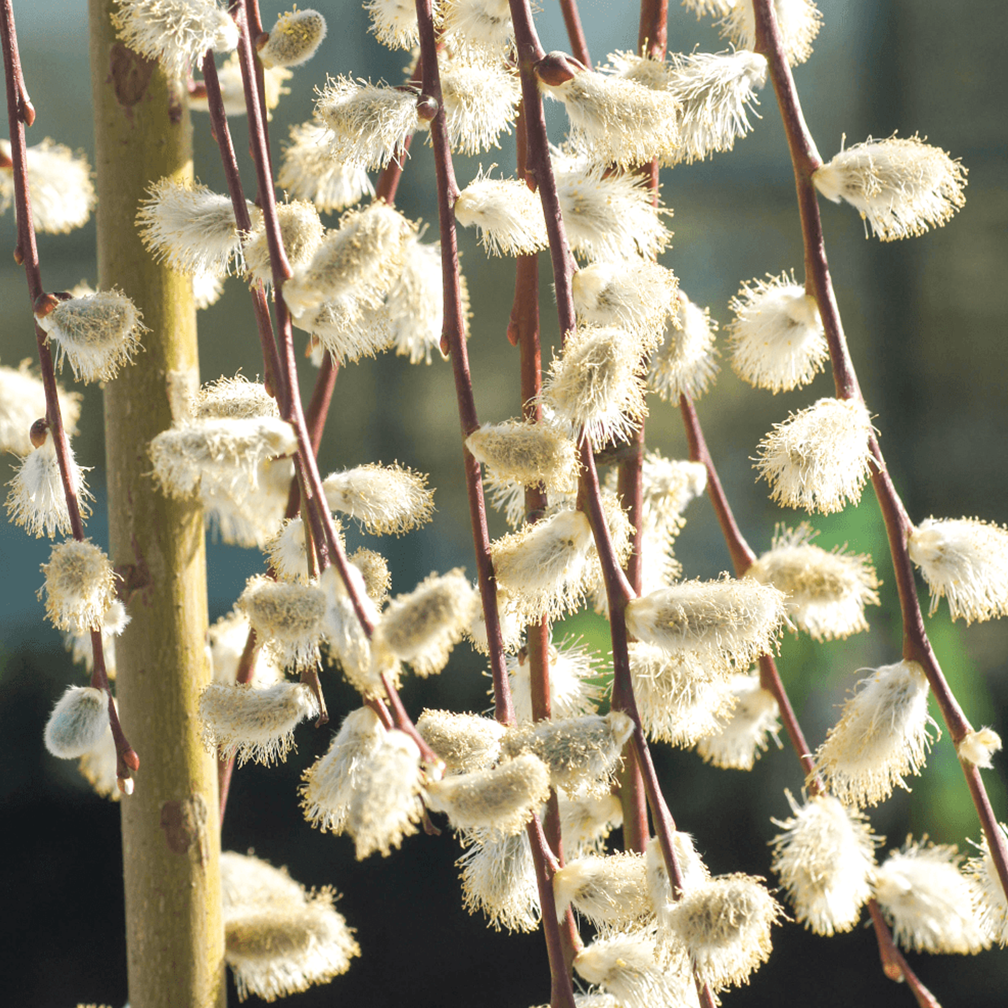 Salix Caprea Pendula 'Kilmarnock' Tree | Weeping Willow Trees for Small Gardens - Picture 7 of 25