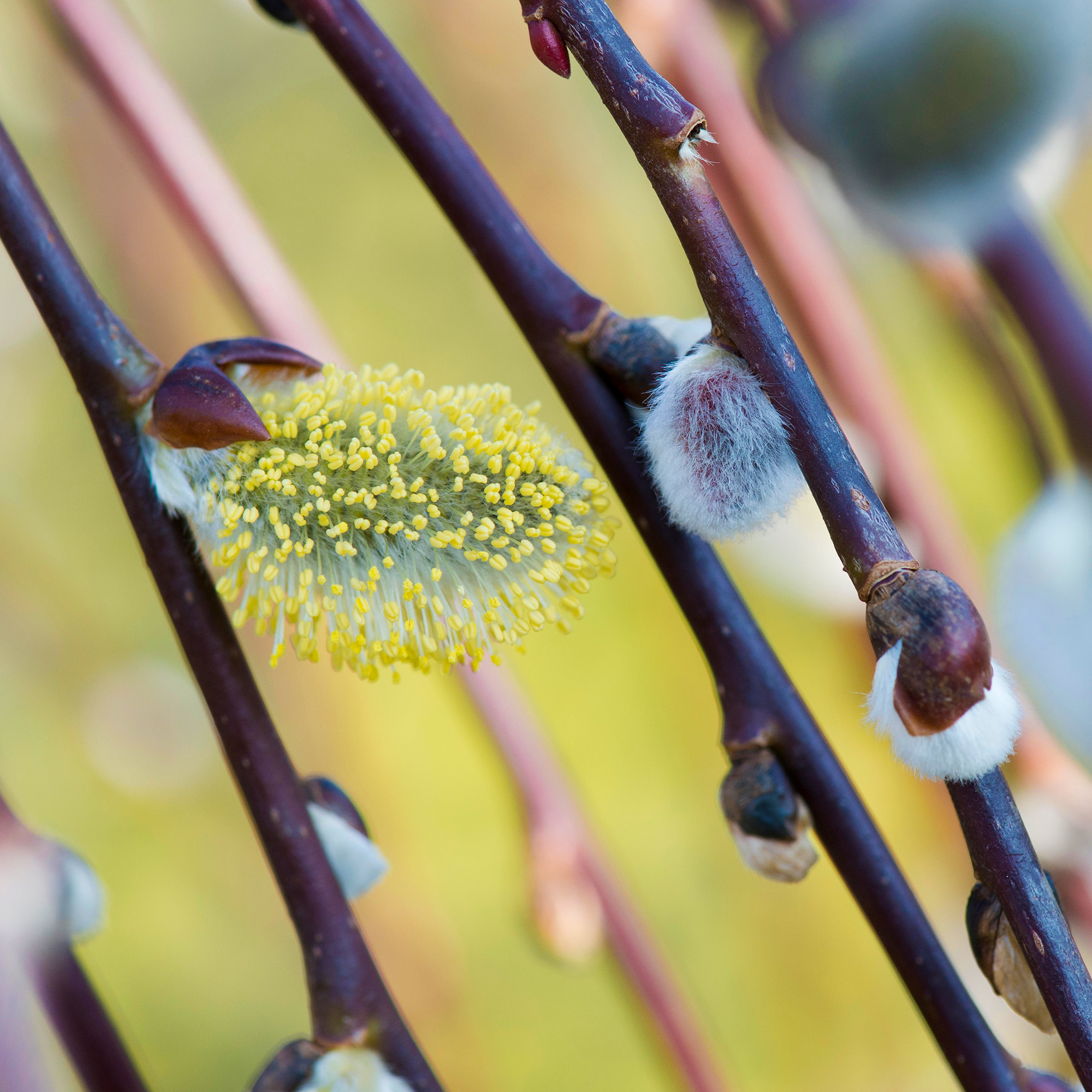 Salix Caprea Pendula 'Kilmarnock' Tree | Weeping Willow Trees for Small Gardens - Picture 14 of 25