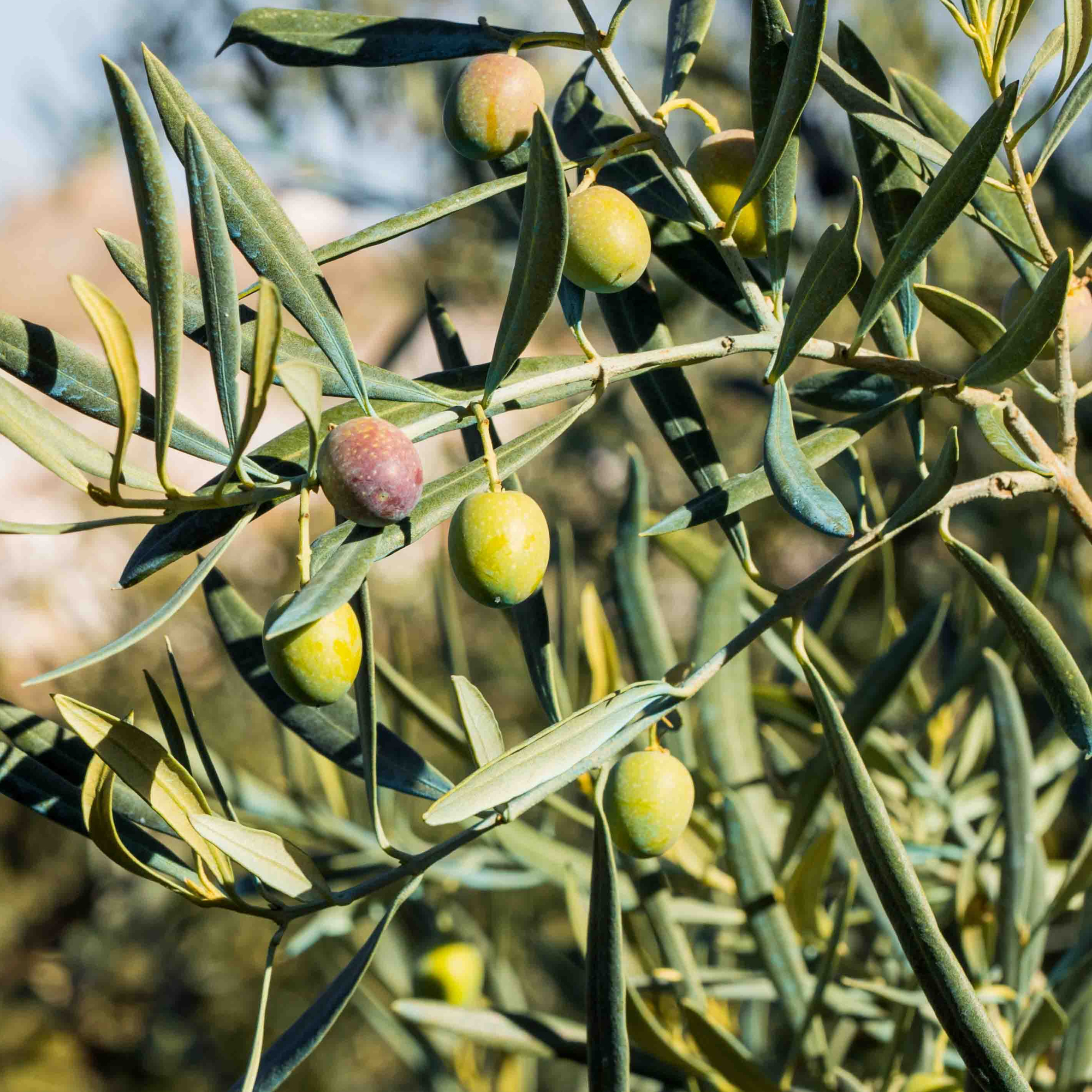 Olive 'Olea Europa' Tree | Hardy Ornamental Potted Trees for Small ...