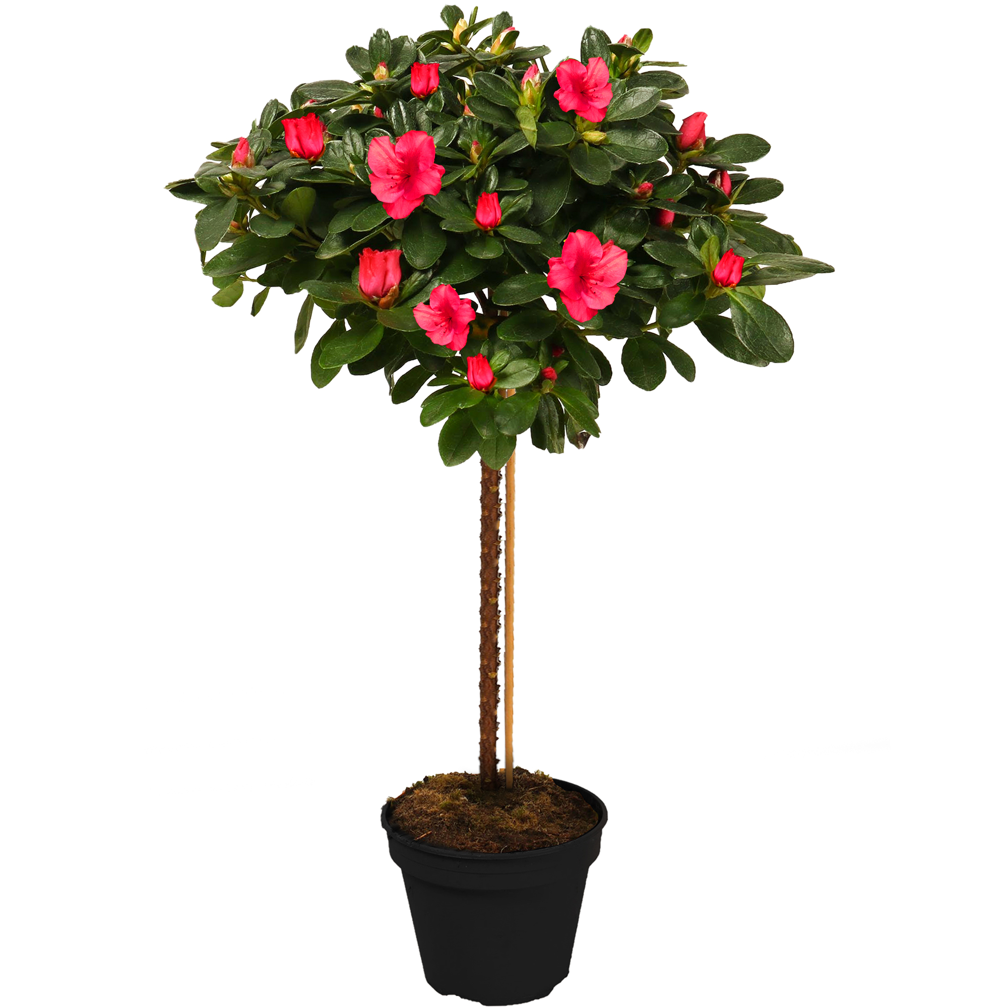 Azalea Japonica Tree | Trees for Small Gardens Border Patio Potted ...