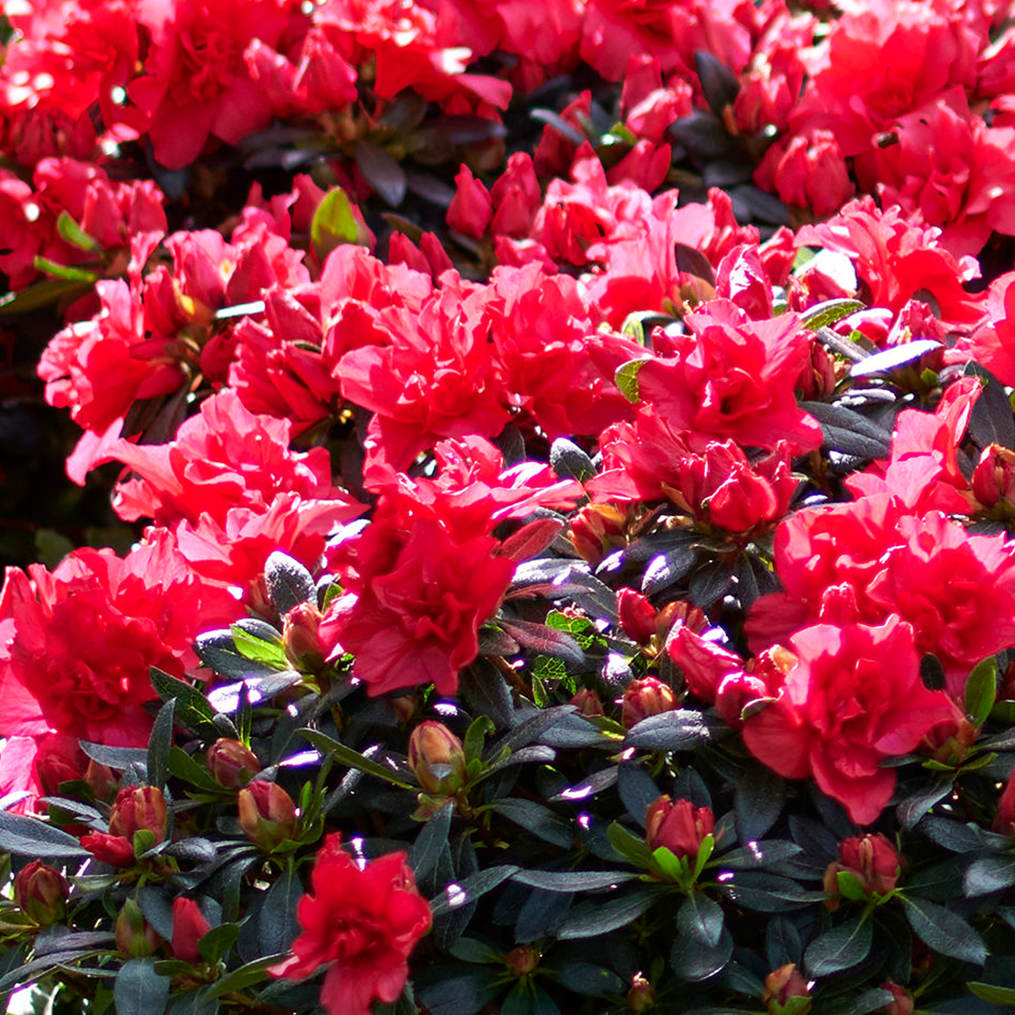 Azalea Japonica Tree | Trees for Small Gardens Border Patio Potted ...