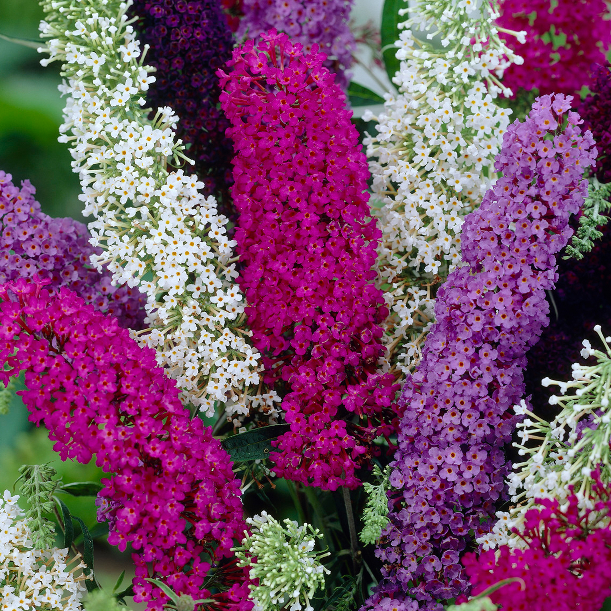 - Buddleia: A Garden Staple For Color And Fragrance