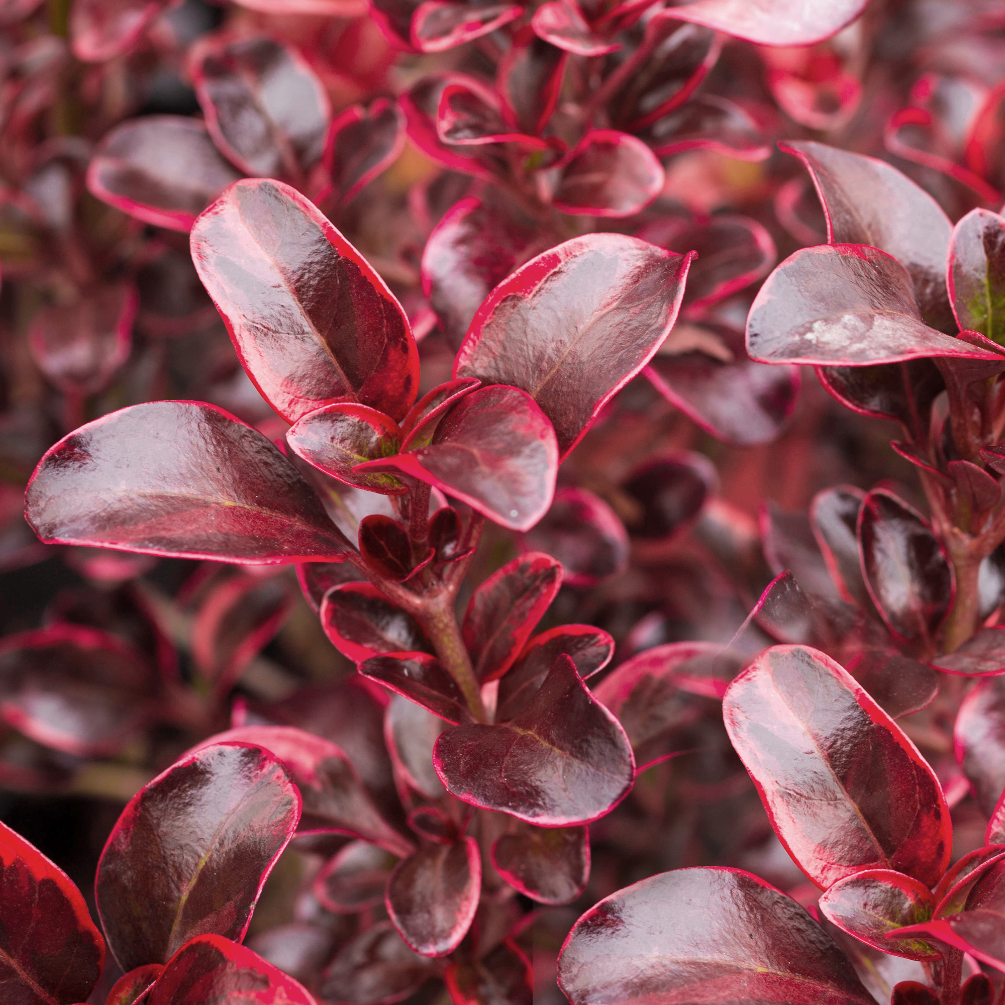 Coprosma 'Fireburst' Mirror Plant Hardy Evergreen Outdoor Potted Garden Shrub