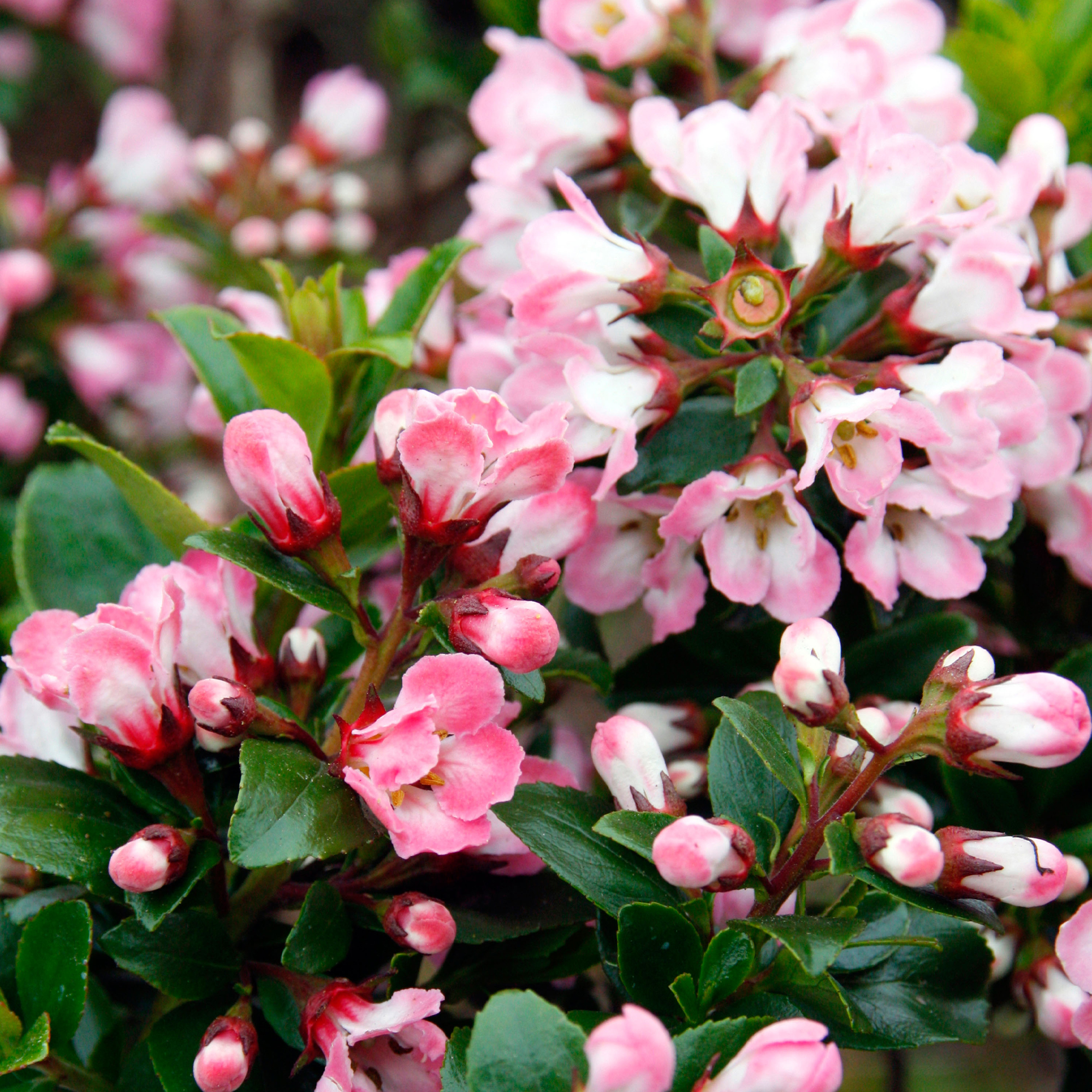 Escallonia 'Apple Blossom' Hardy Evergreen Flowering Potted Outdoor Garden Shrub - Picture 7 of 18