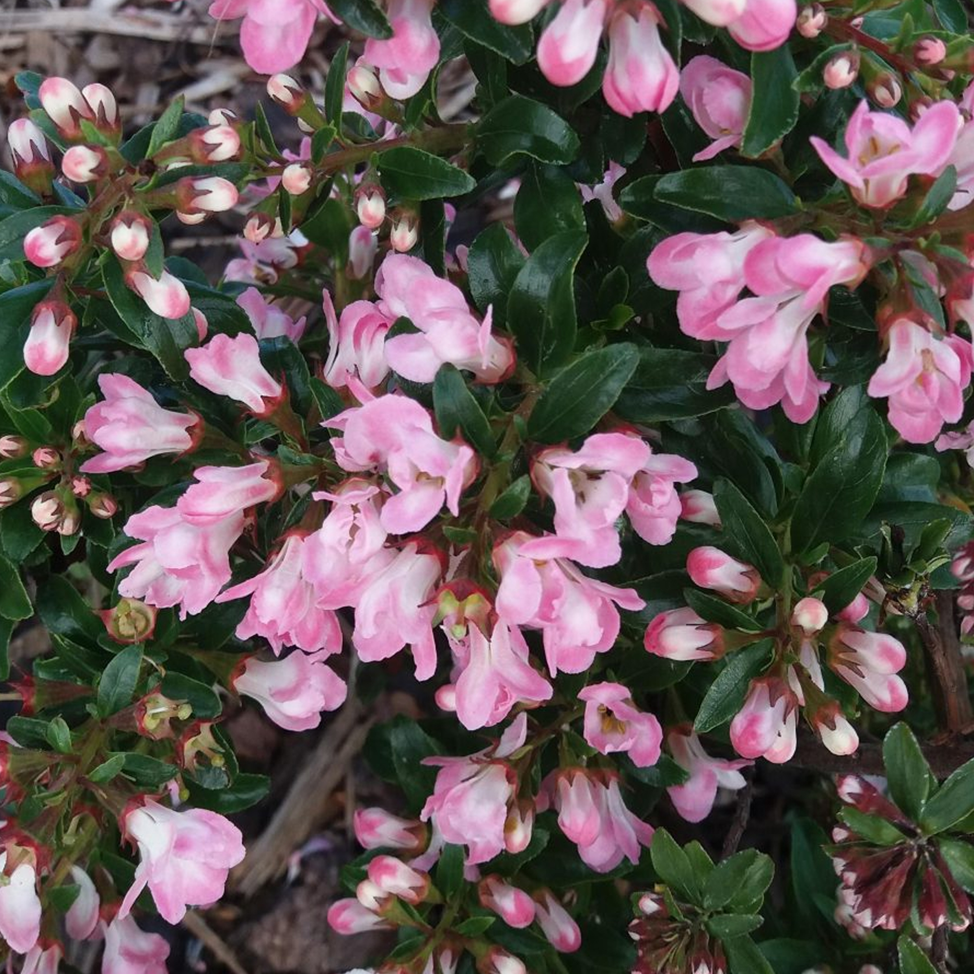Escallonia 'Apple Blossom' Hardy Evergreen Flowering Potted Outdoor Garden Shrub - Picture 9 of 18