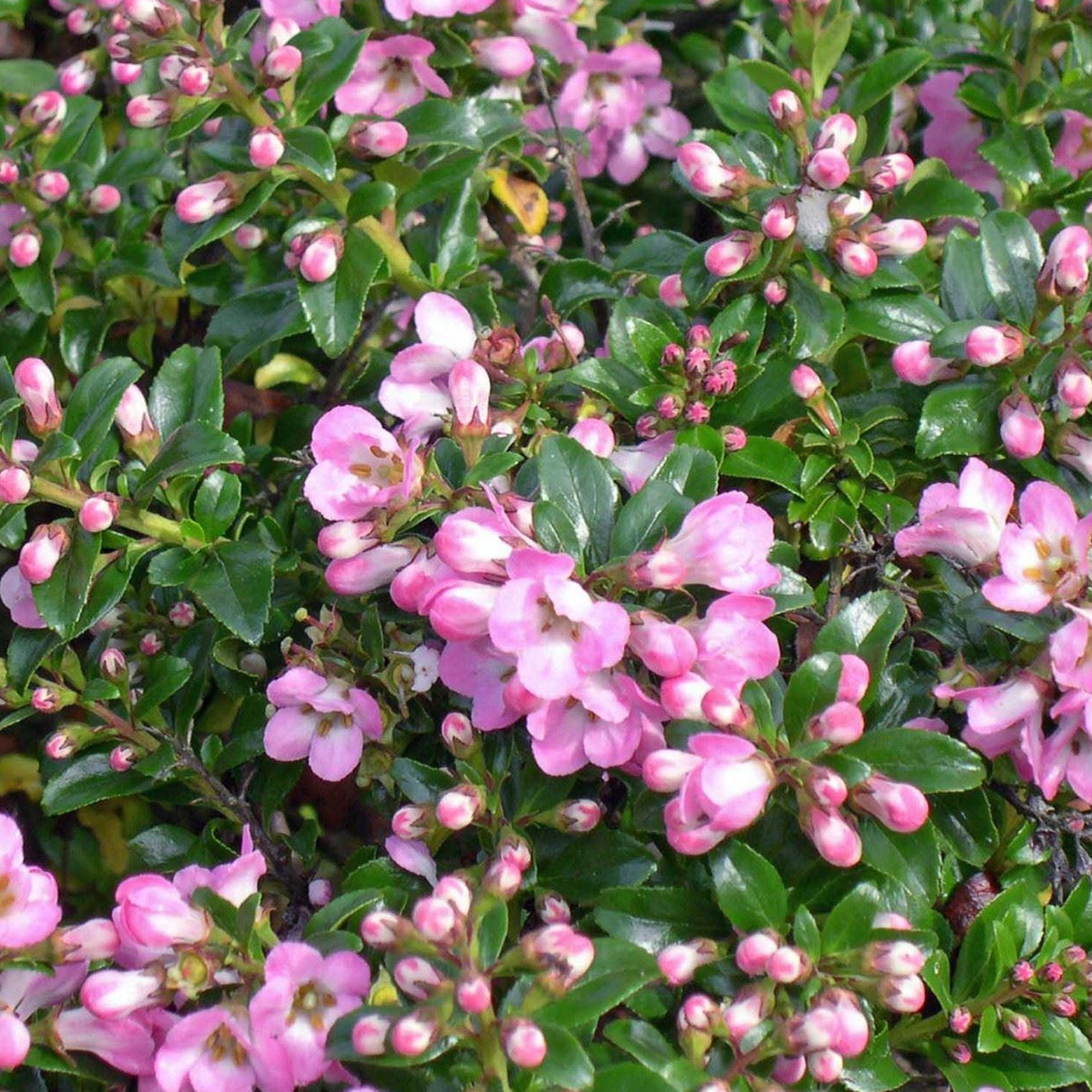 Escallonia 'Apple Blossom' Hardy Evergreen Flowering Potted Outdoor Garden Shrub - Picture 10 of 18
