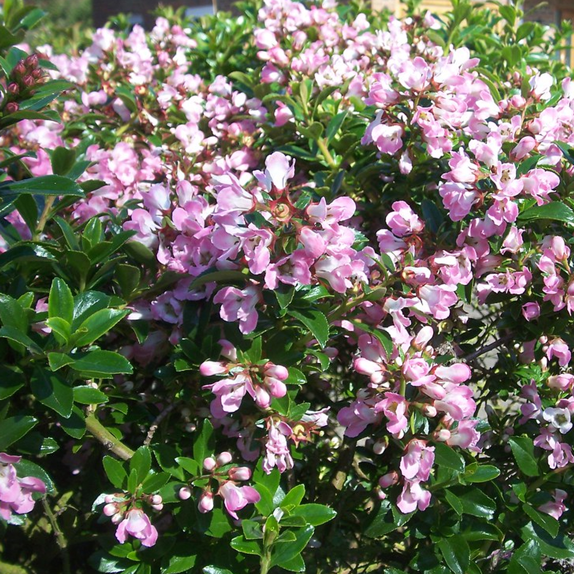 Escallonia 'Apple Blossom' Hardy Evergreen Flowering Potted Outdoor Garden Shrub - Picture 8 of 18