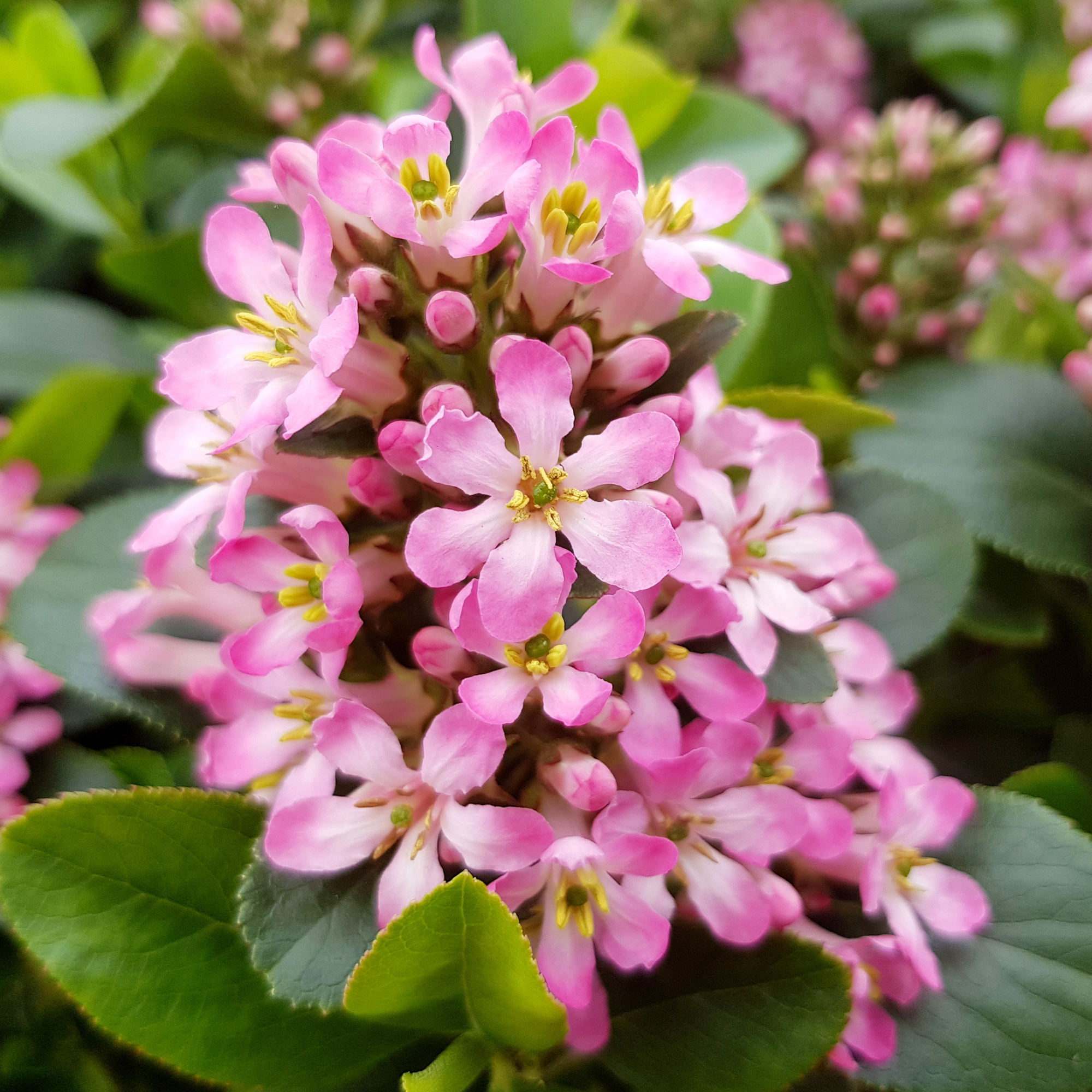 Escallonia laevis 'Pink Elle' Evergreen Flowering Potted Outdoor Garden Shrub - Picture 17 of 21