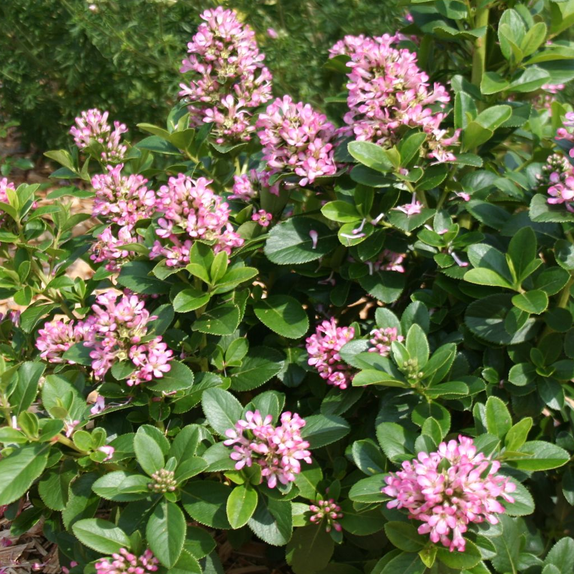 Escallonia laevis 'Pink Elle' Evergreen Flowering Potted Outdoor Garden Shrub - Picture 18 of 21