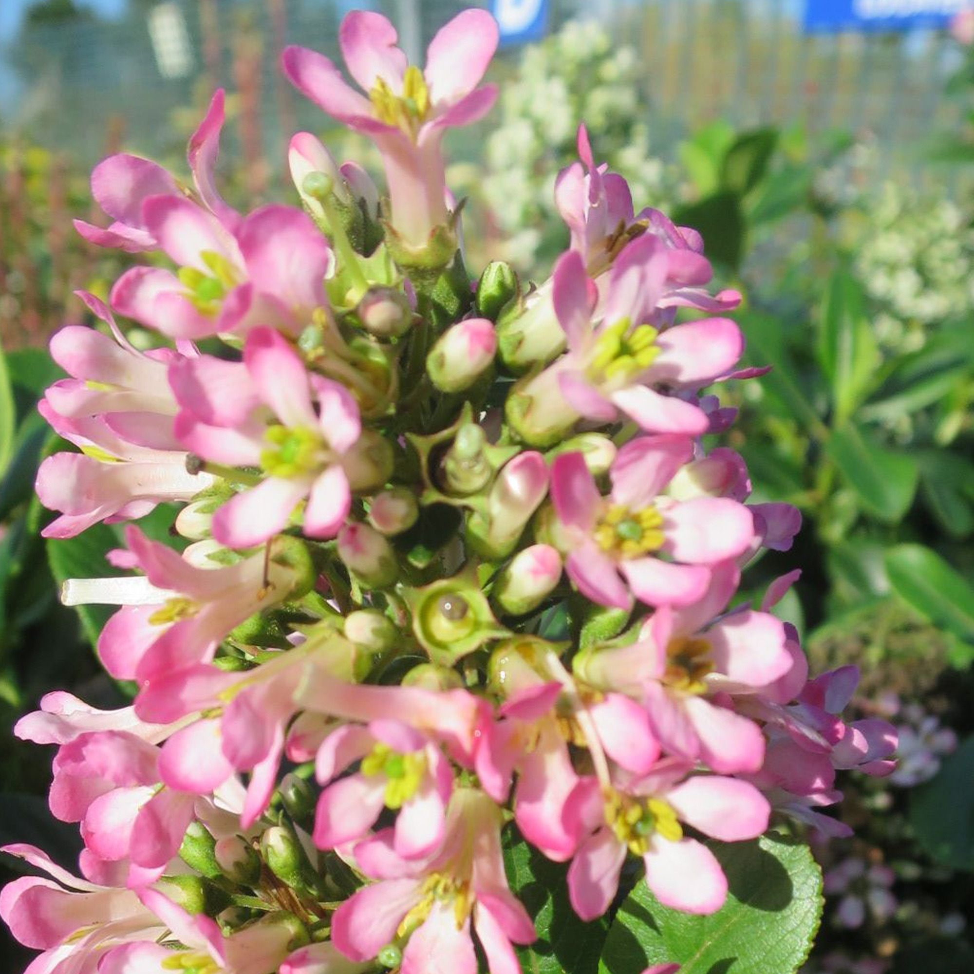 Escallonia laevis 'Pink Elle' Evergreen Flowering Potted Outdoor Garden Shrub - Picture 19 of 21