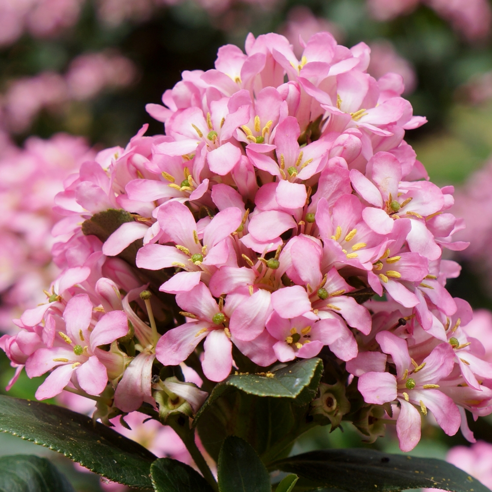 Escallonia laevis 'Pink Elle' Evergreen Flowering Potted Outdoor Garden Shrub - Picture 16 of 21
