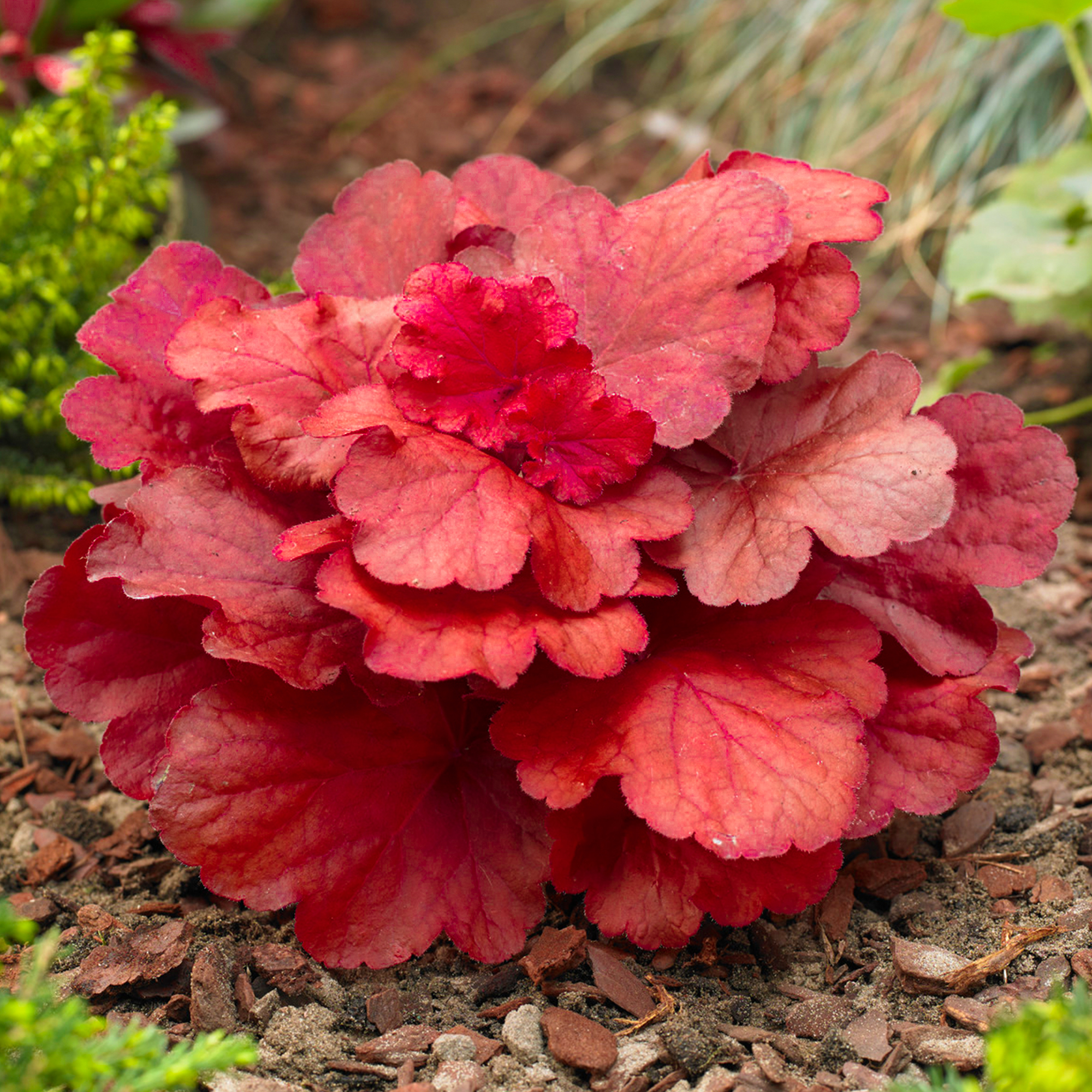 Heuchera 'Fire Alarm' Alum Root Herbaceous Perennial Outdoor Garden Shrub