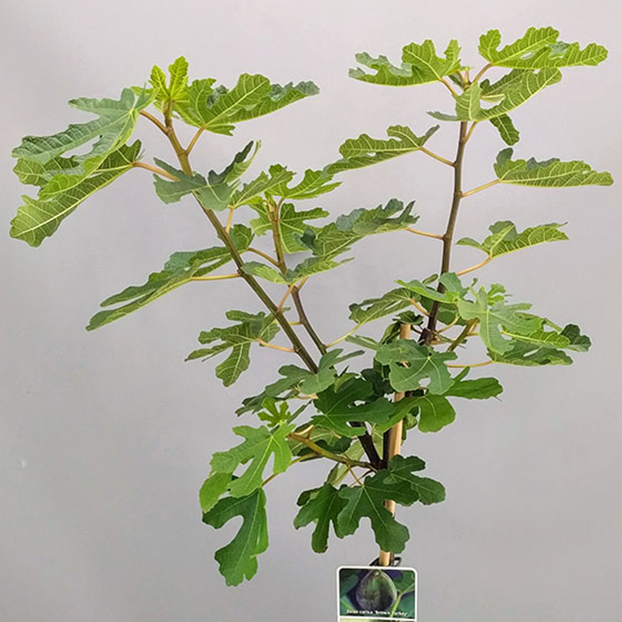 Ficus Brown Turkey Tree Deciduous Potted Fig Trees for Small Gardens