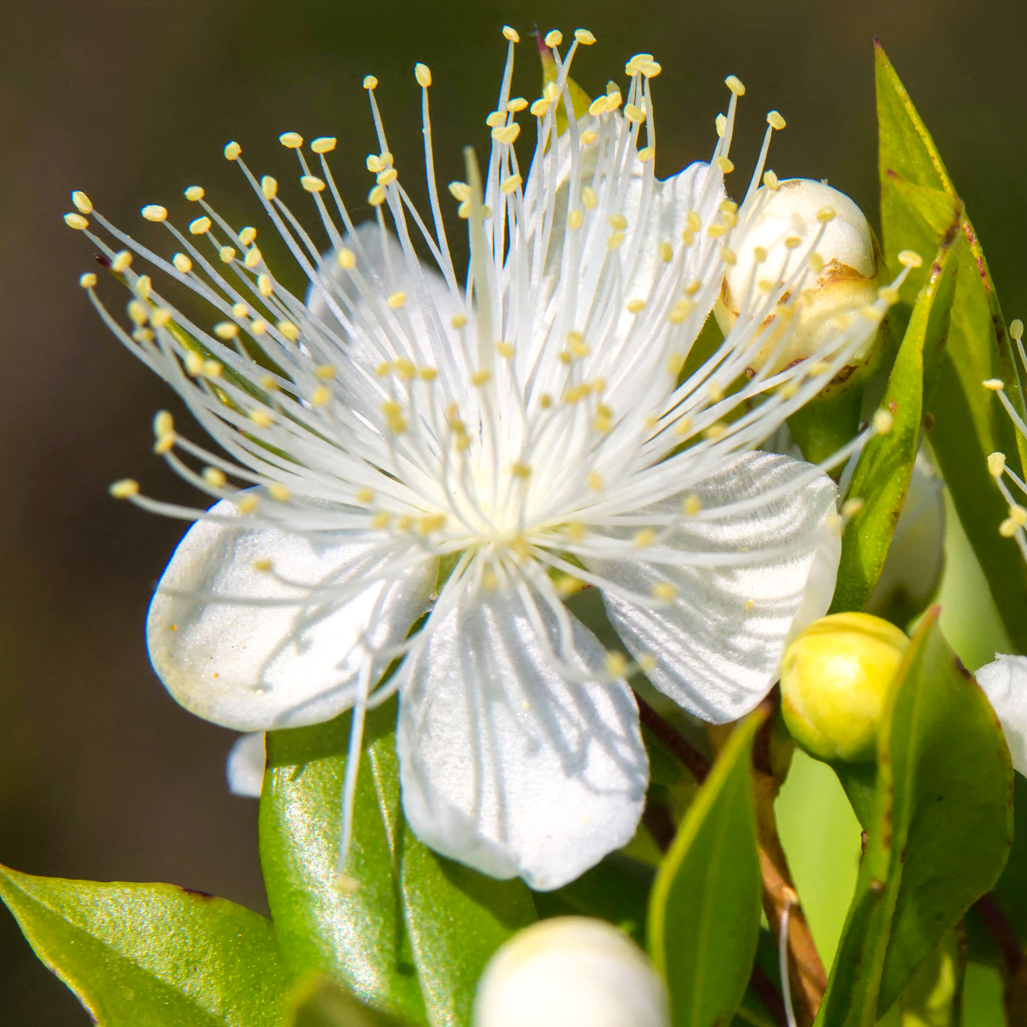 Myrtus Communis Common Myrtle Bushy Outdoor Evergreen Potted Garden Shrub Plant - Picture 8 of 12
