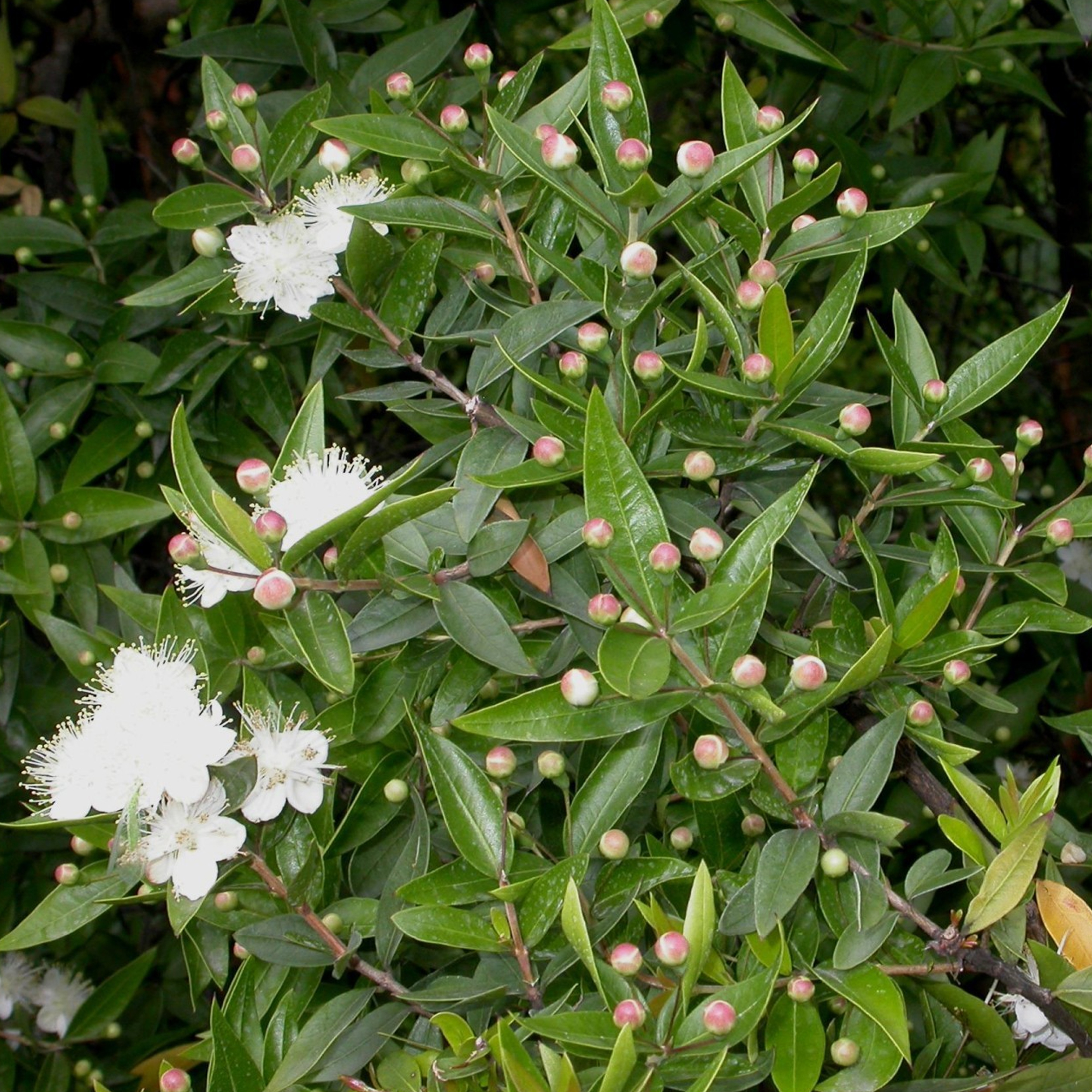Myrtus Communis Common Myrtle Bushy Outdoor Evergreen Potted Garden Shrub Plant - Picture 9 of 12