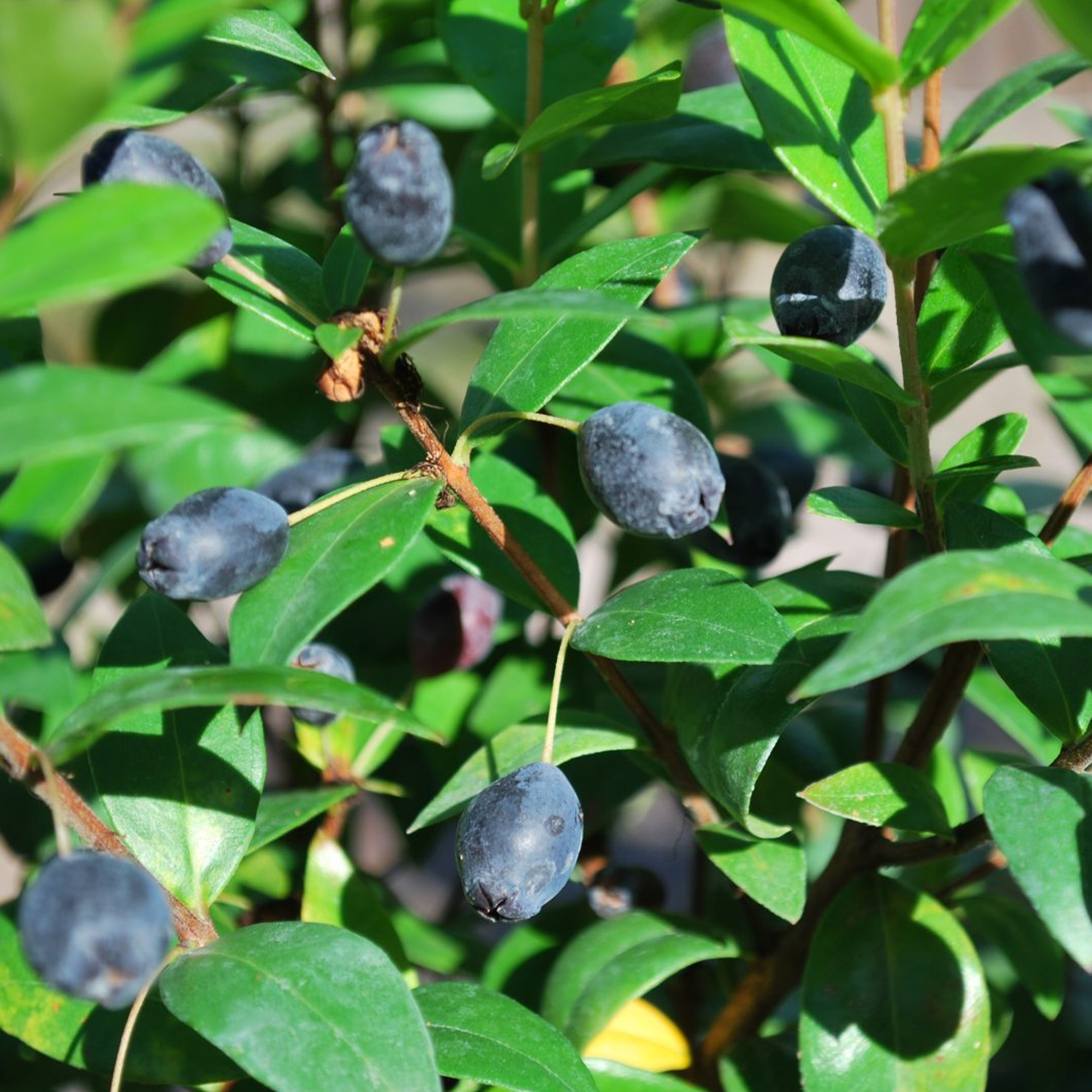 Myrtus Communis Common Myrtle Bushy Outdoor Evergreen Potted Garden Shrub Plant - Picture 10 of 12