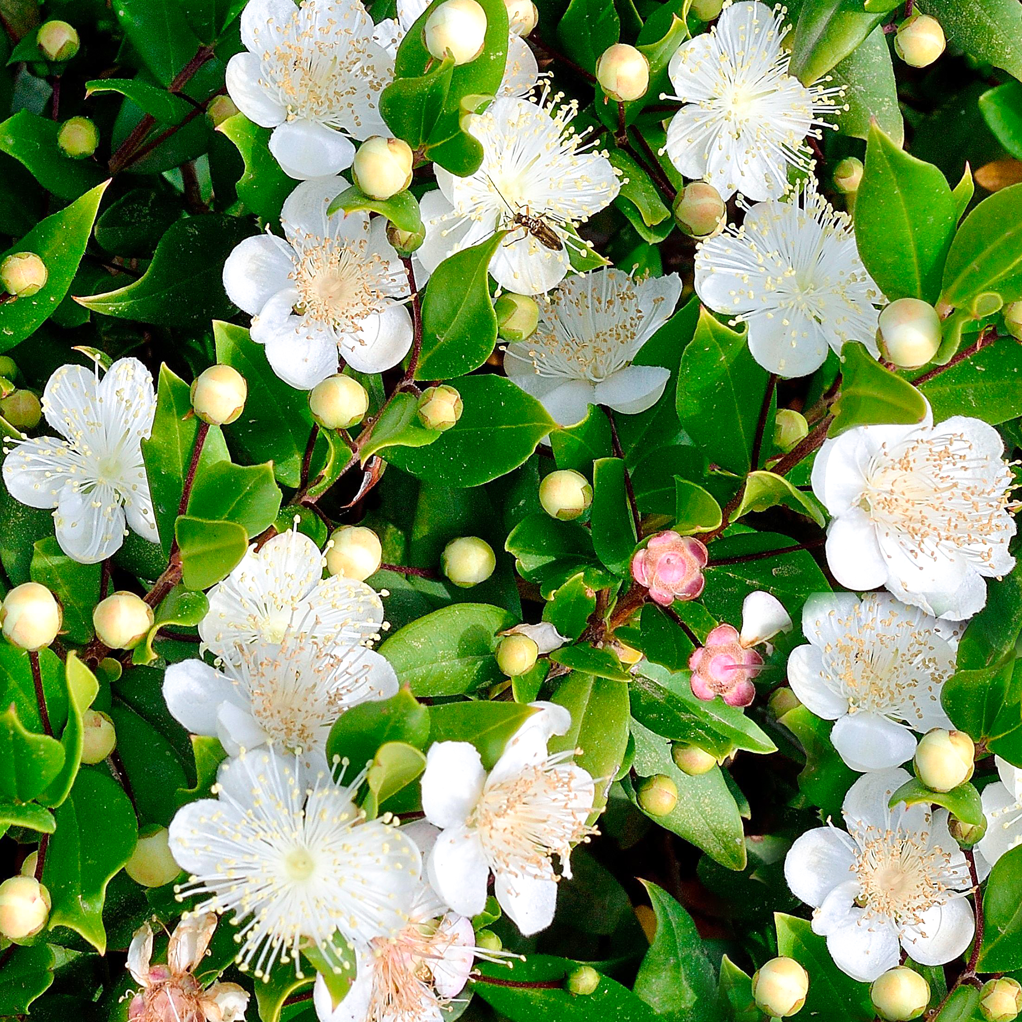 Myrtus Communis Common Myrtle Bushy Outdoor Evergreen Potted Garden Shrub Plant - Picture 7 of 12