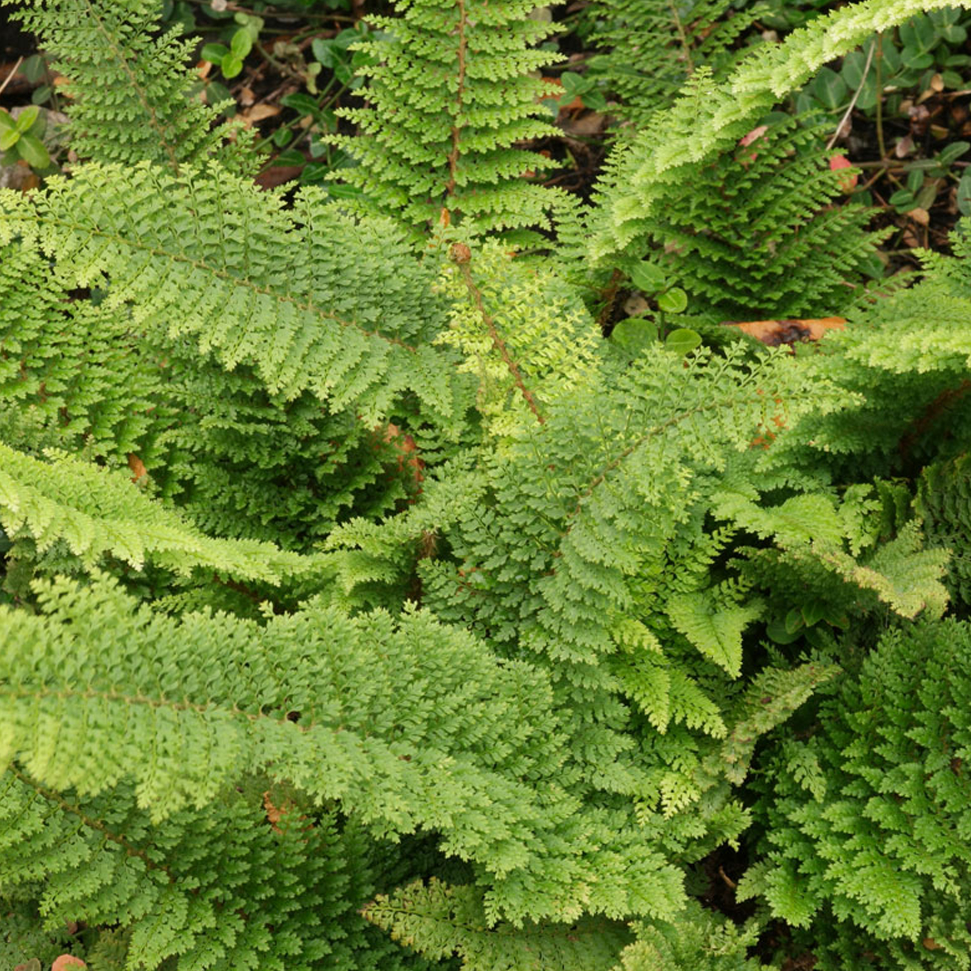 Многорядник щетинковый Plumosum-densum