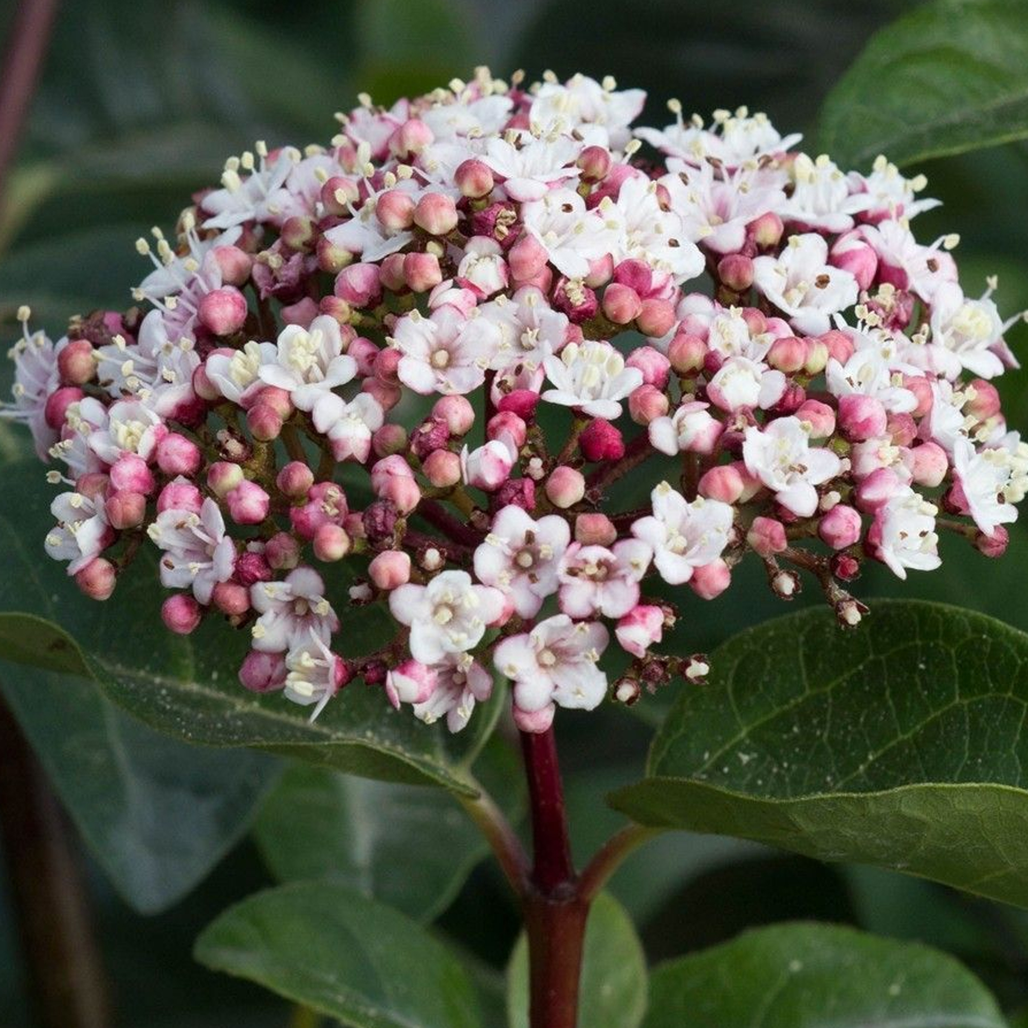 viburnum hedge viburnum hedge