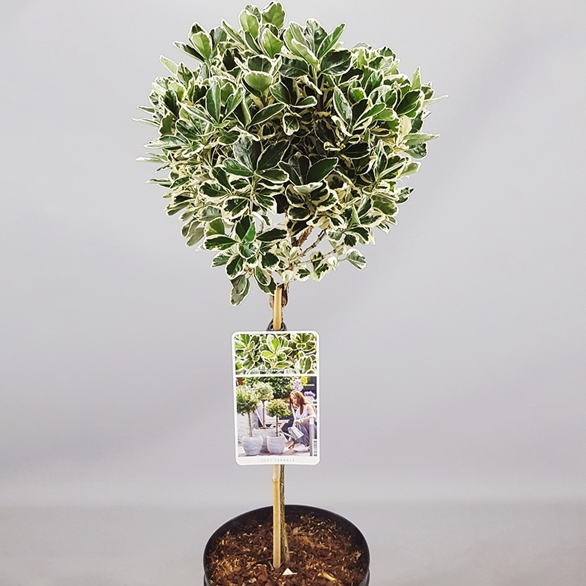 Euonymus Kathy Tree Potted Lollipop Trees for Small Gardens, Patios