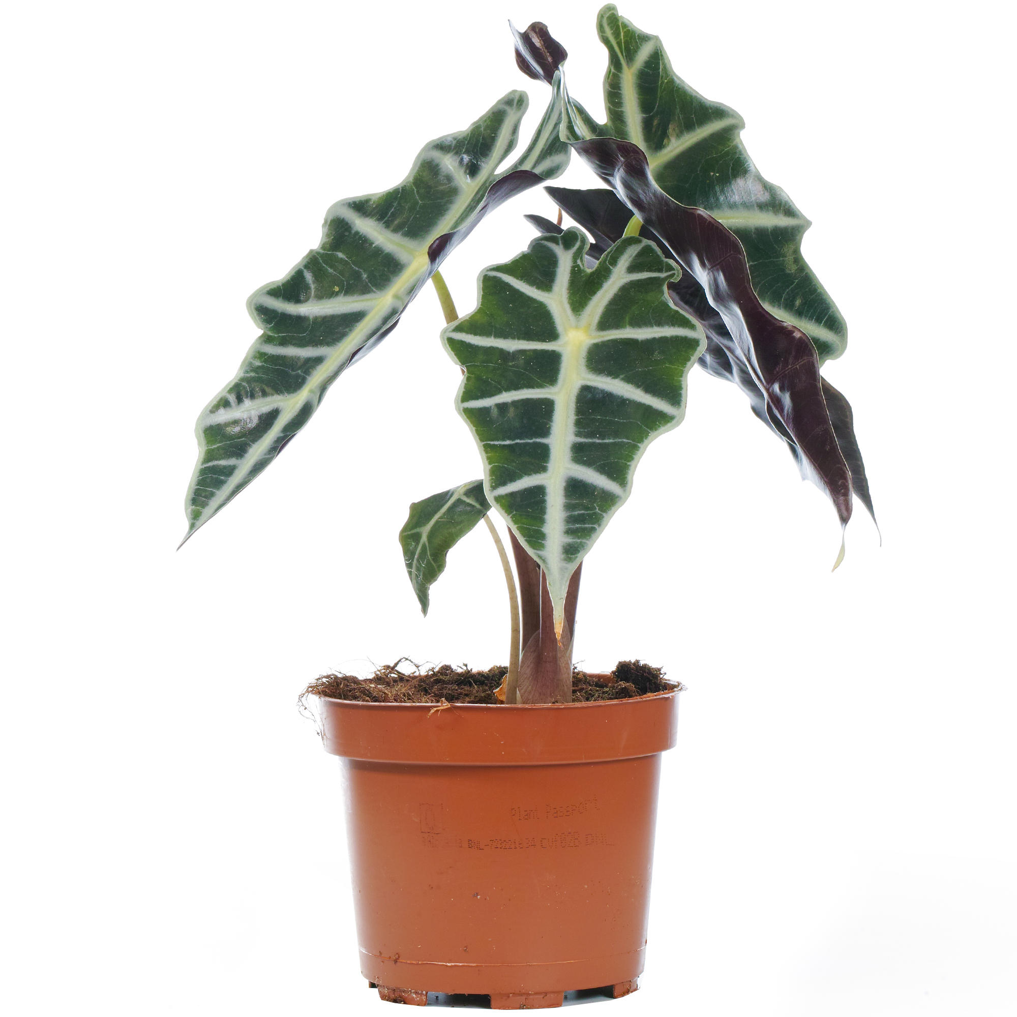 Alocasia Polly African Mask Plant Elephants Ear Indoor Potted for Home or Office