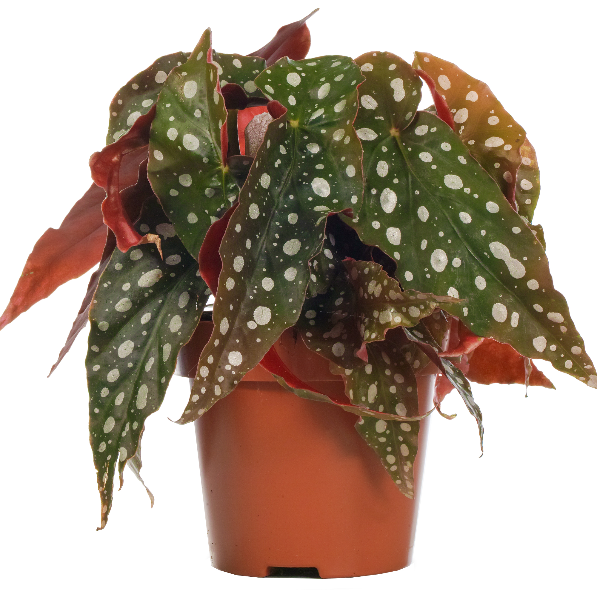 Begonia Maculata Spotted Indoor Premium Houseplant for