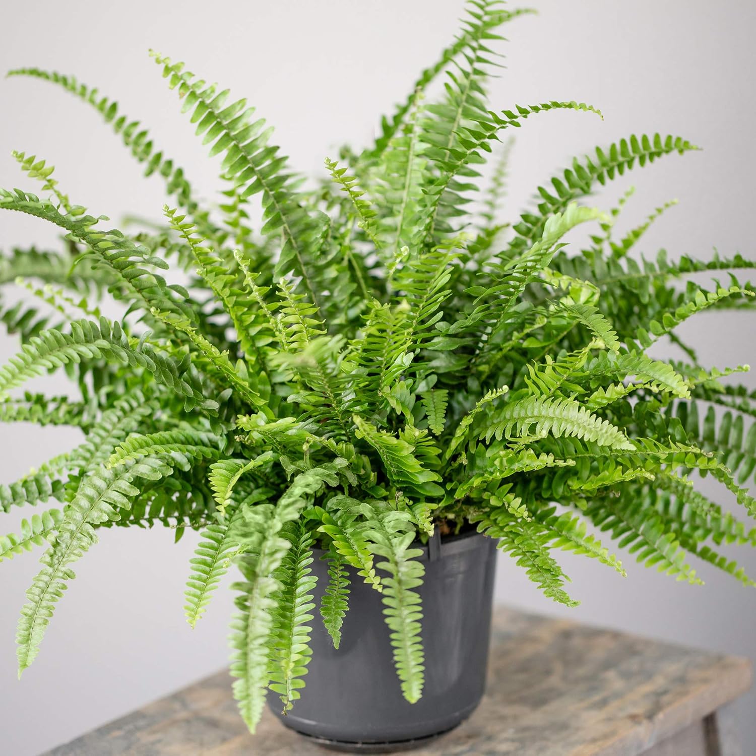 Nephrolepis Boston Fern Indoor Plant Houseplant Gift Anniversary & Mothers Day