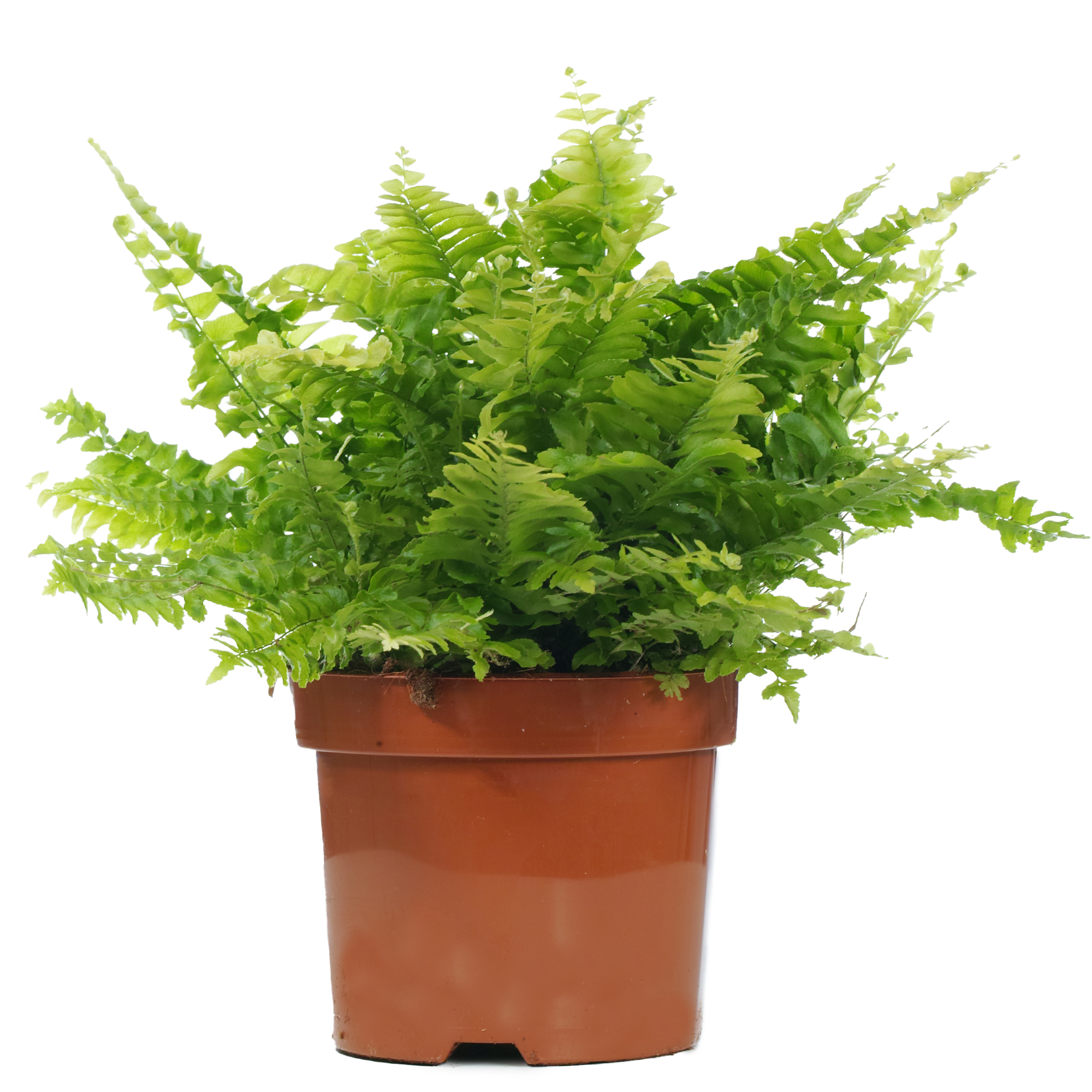 Quanti Grammi Fa Una Pianta Indoor