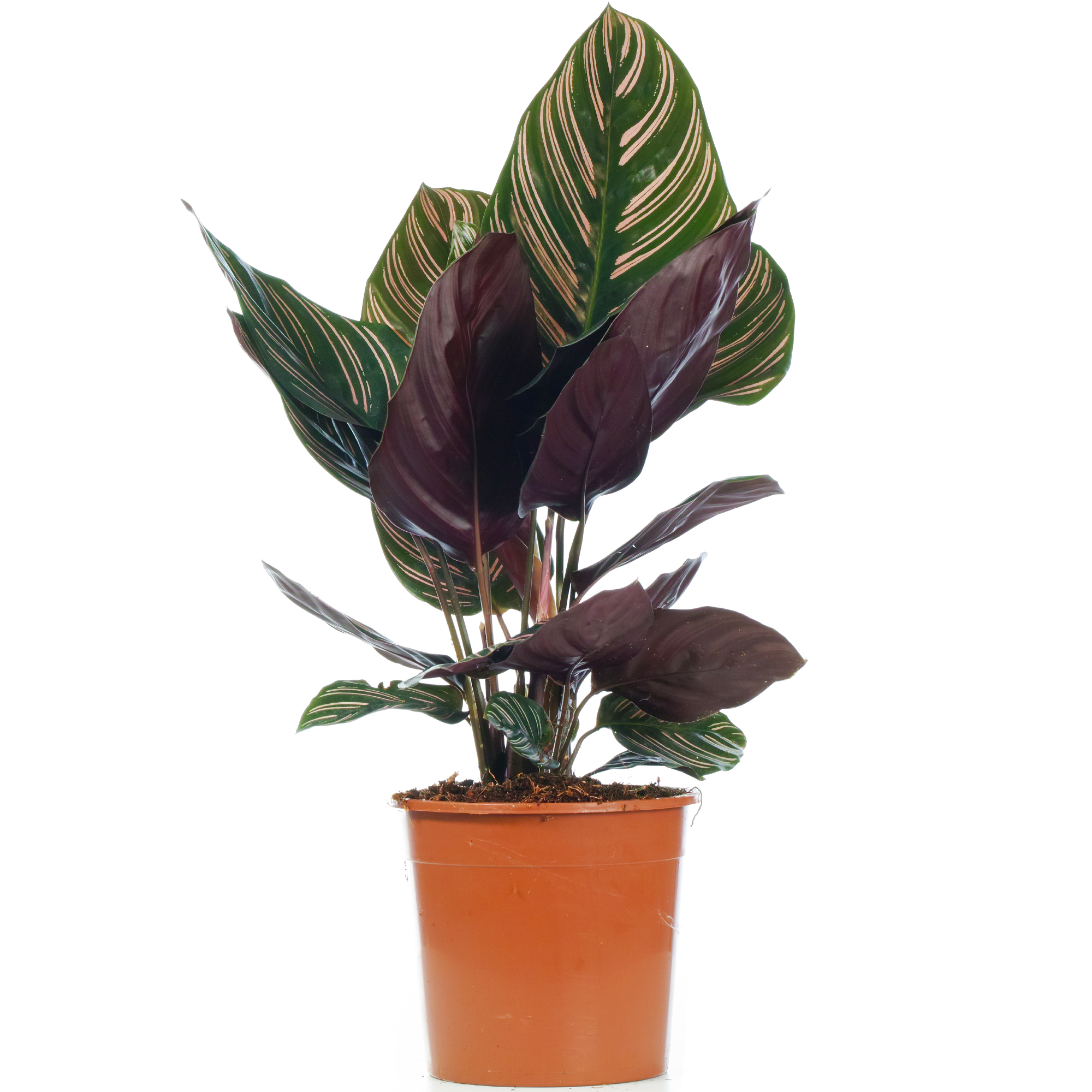 Pinstripe Calathea Ornata Indoor Houseplant for Home or Office in Plant Pot - Picture 5 of 20