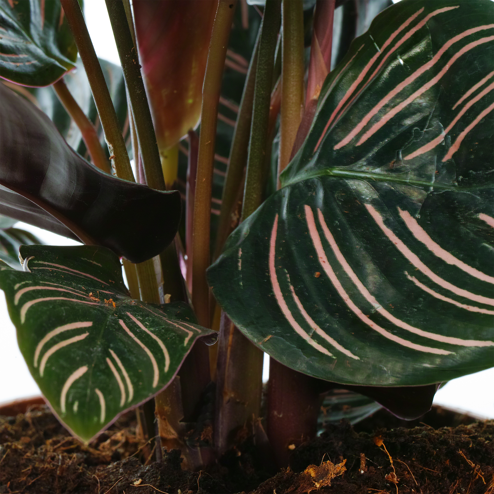 Pinstripe Calathea Ornata Indoor Houseplant for Home or Office in Plant Pot - Picture 6 of 20
