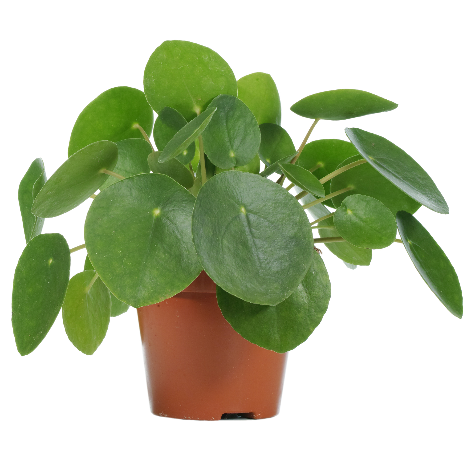 Pilea Peperomioides For Sale