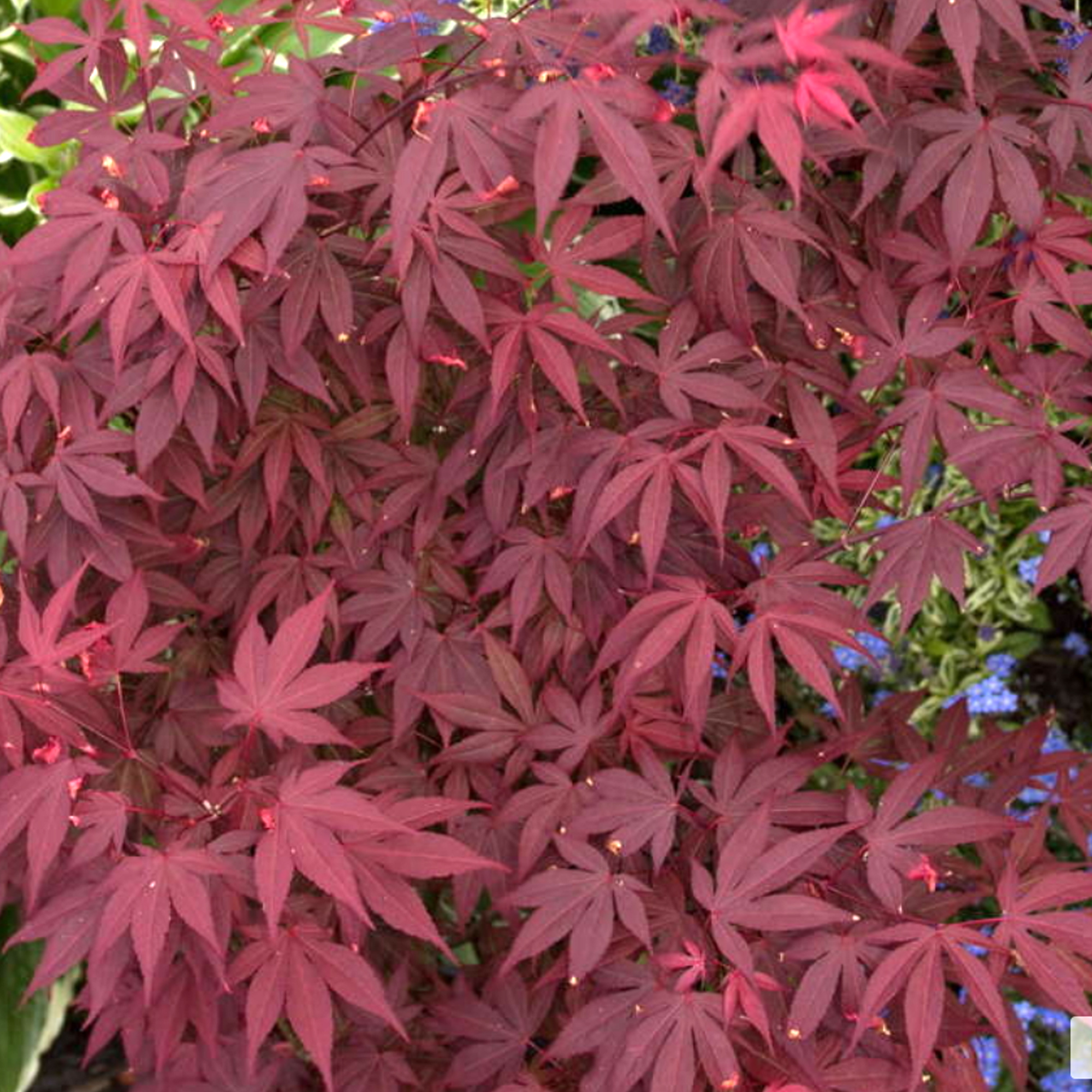 Acer palmatum �Atropurpureum� Japanese Maple Deciduous