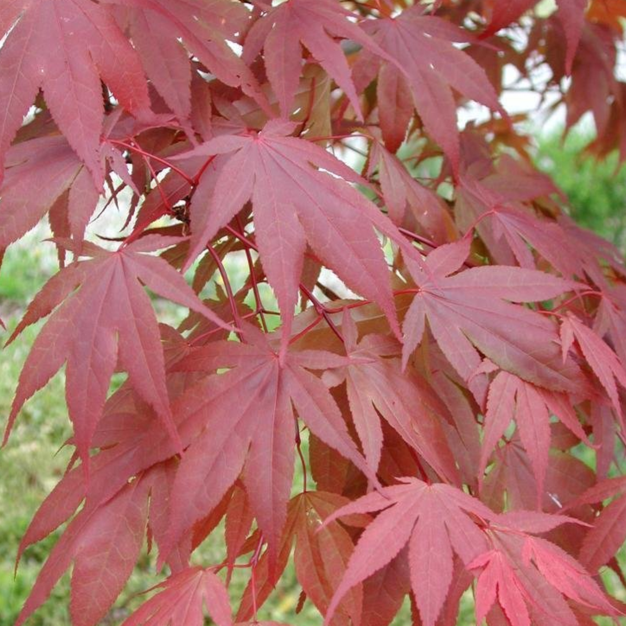 Acer palmatum �Atropurpureum� Japanese Maple Deciduous