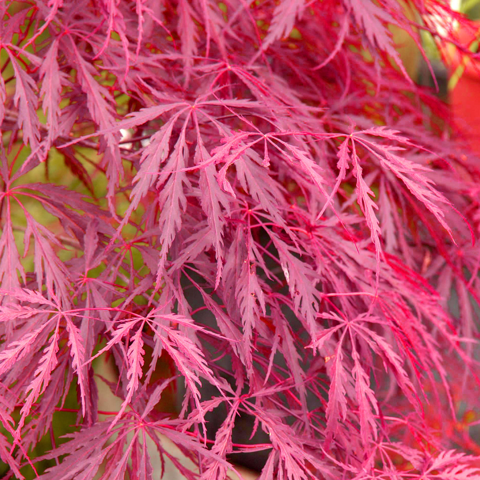 Acer palmatum 'Inaba-Shidare' | Japanese Maple Deciduous Garden Plant In Pot - Picture 7 of 12