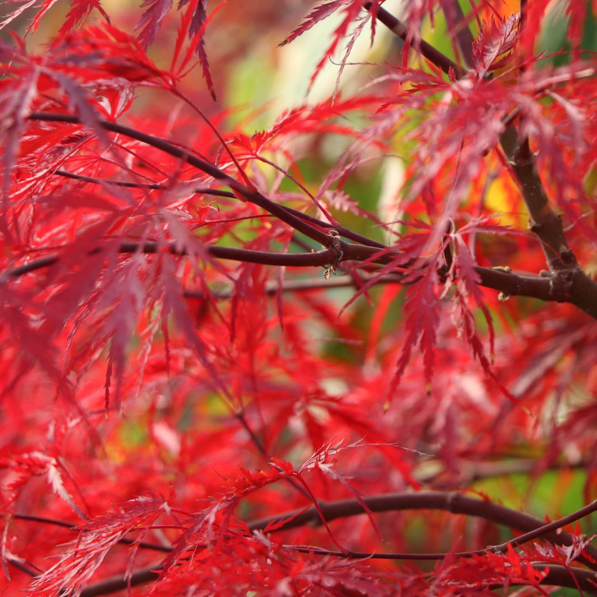 Acer palmatum 'Inaba-Shidare' | Japanese Maple Deciduous Garden Plant In Pot - Picture 8 of 12