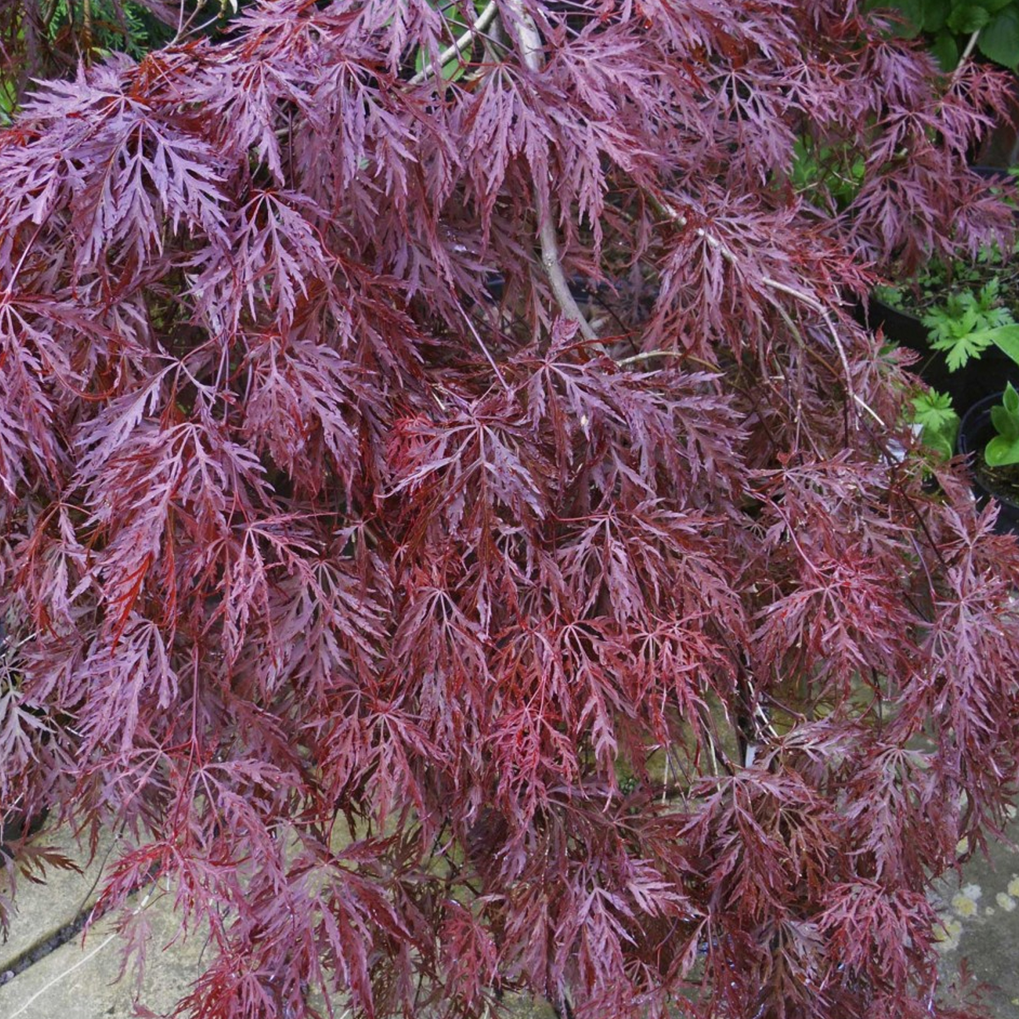 Acer palmatum 'Inaba-Shidare' | Japanese Maple Deciduous Garden Plant In Pot - Picture 9 of 12