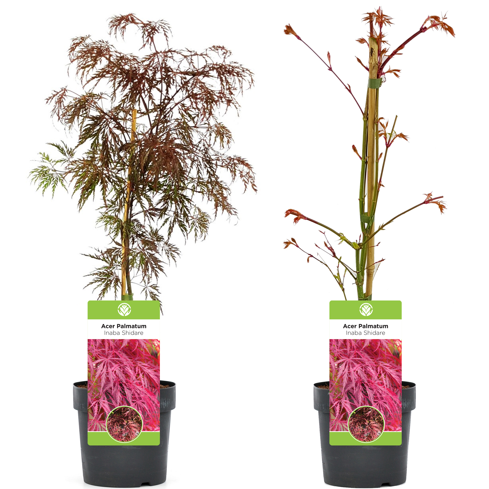 Acer palmatum 'Inaba-Shidare' | Japanese Maple Deciduous Garden Plant In Pot - Picture 10 of 12